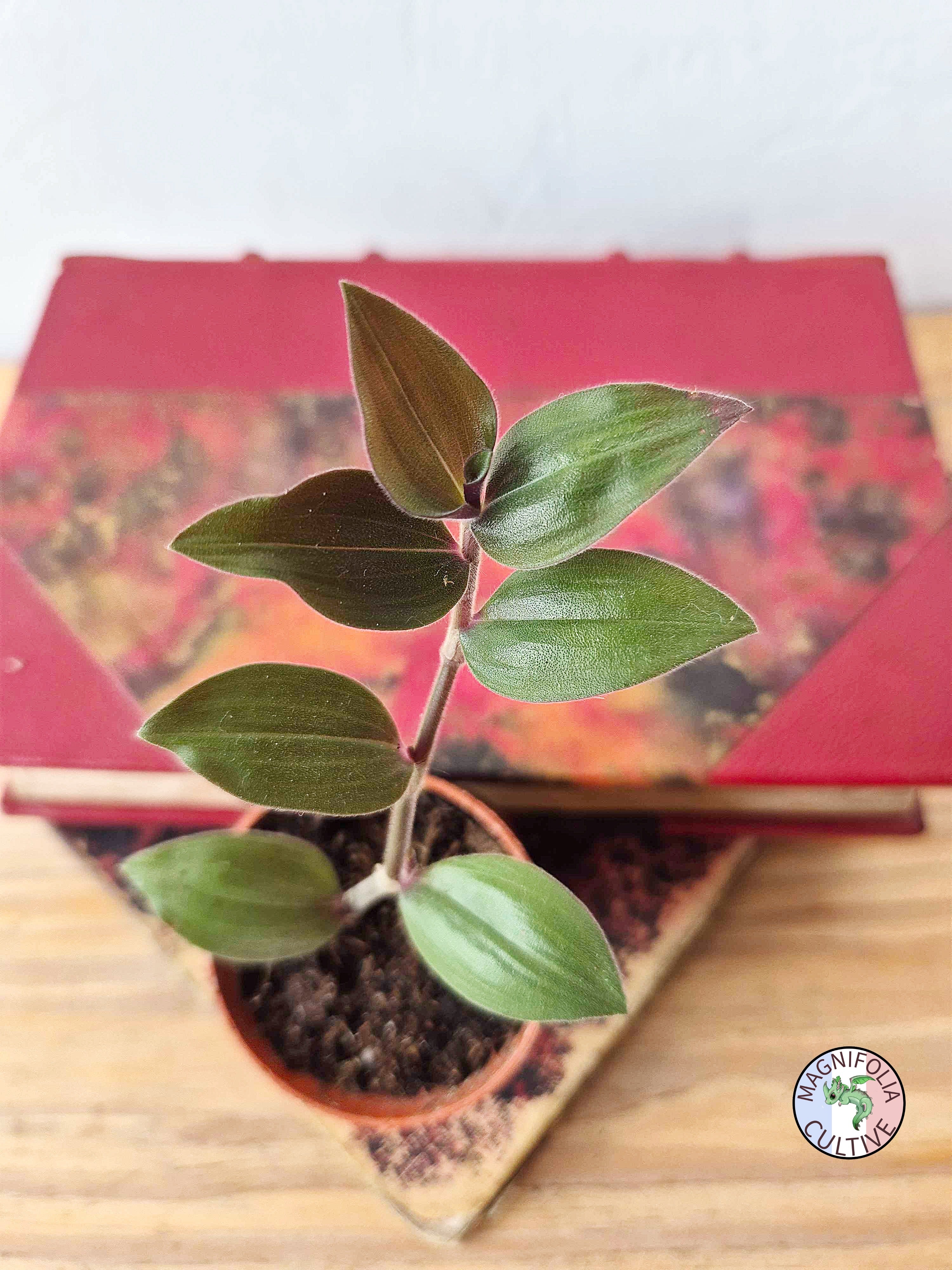 Tradescantia chrysophylla