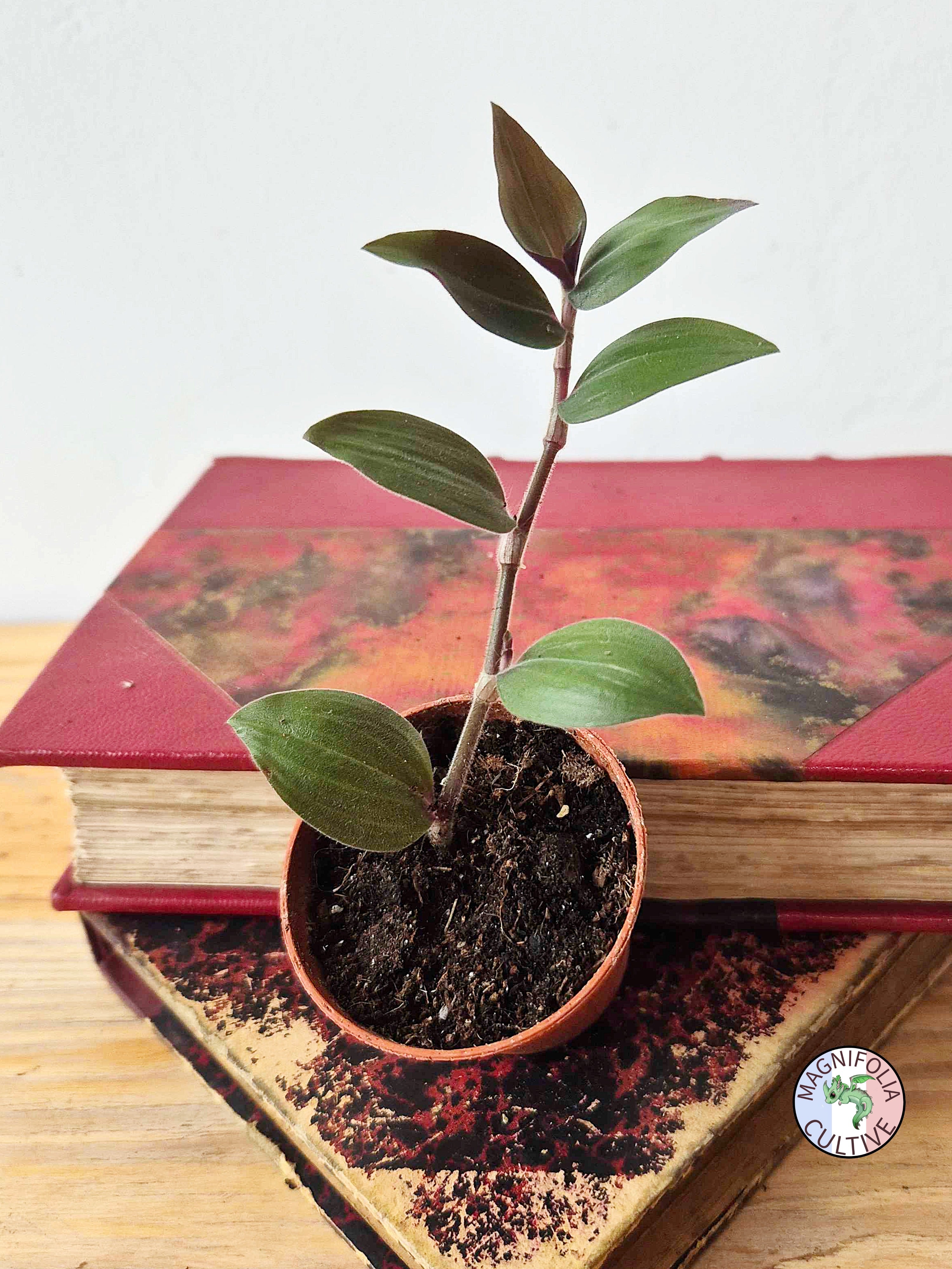 Tradescantia chrysophylla