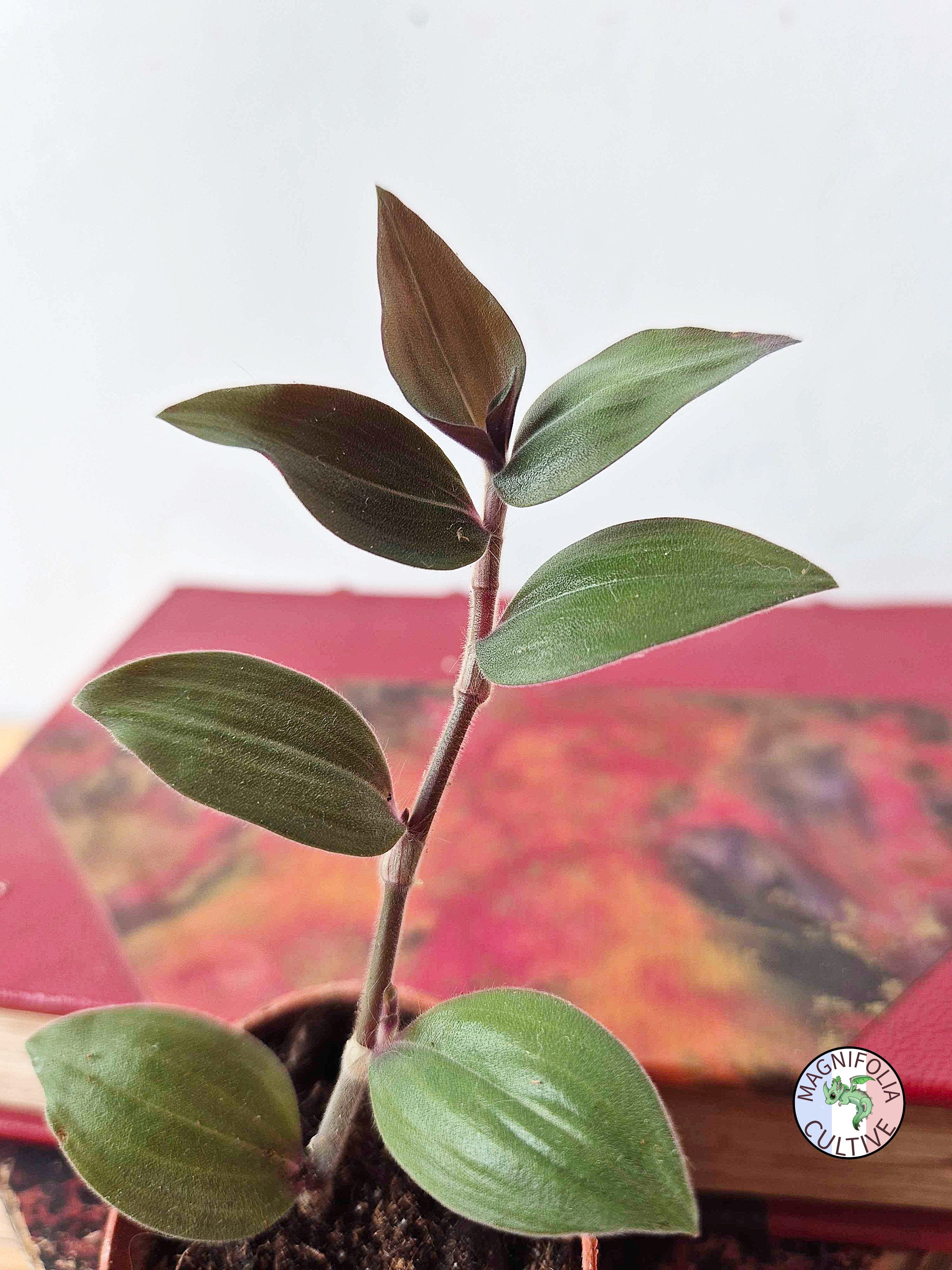 Tradescantia chrysophylla