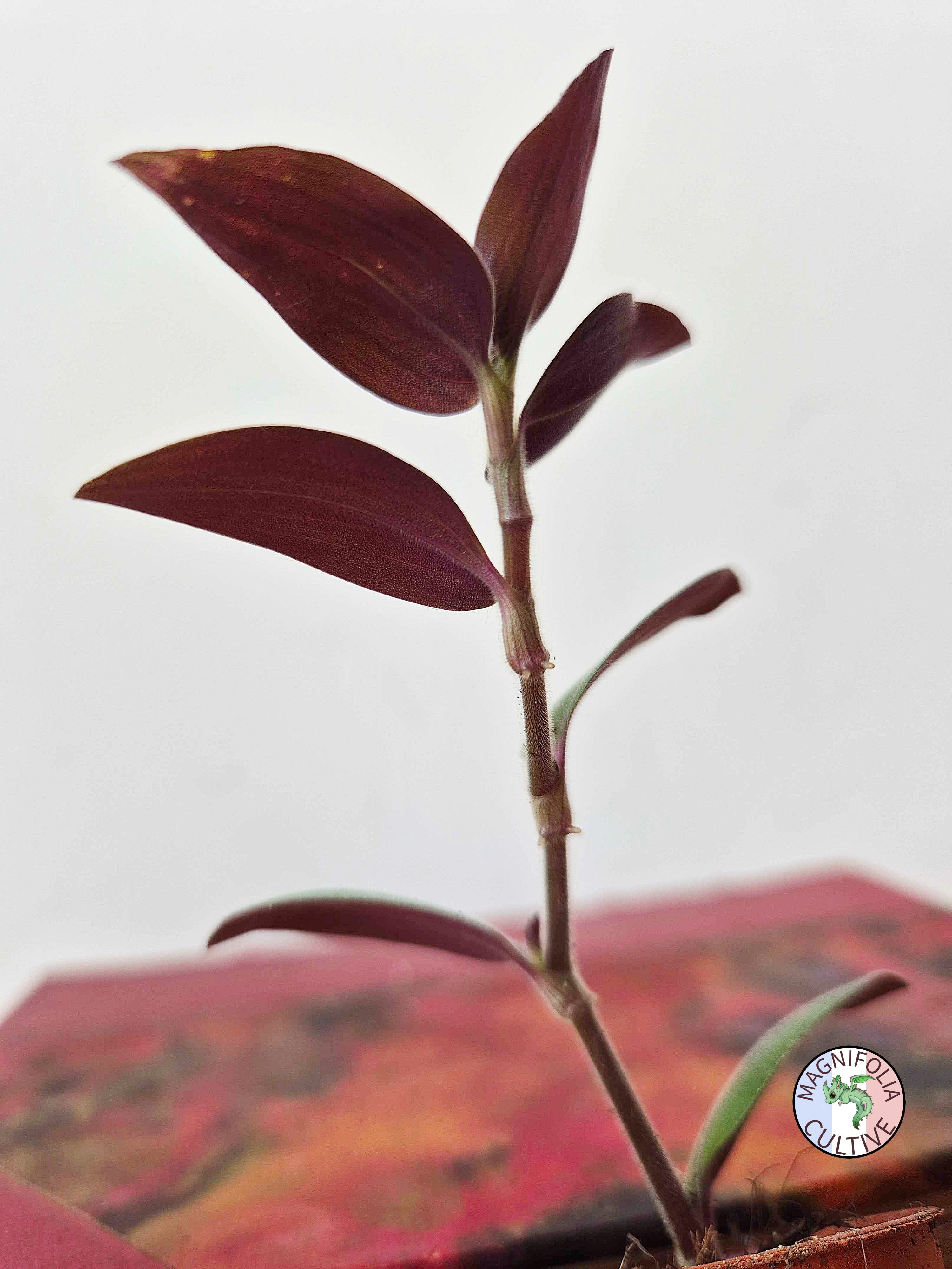 Tradescantia chrysophylla