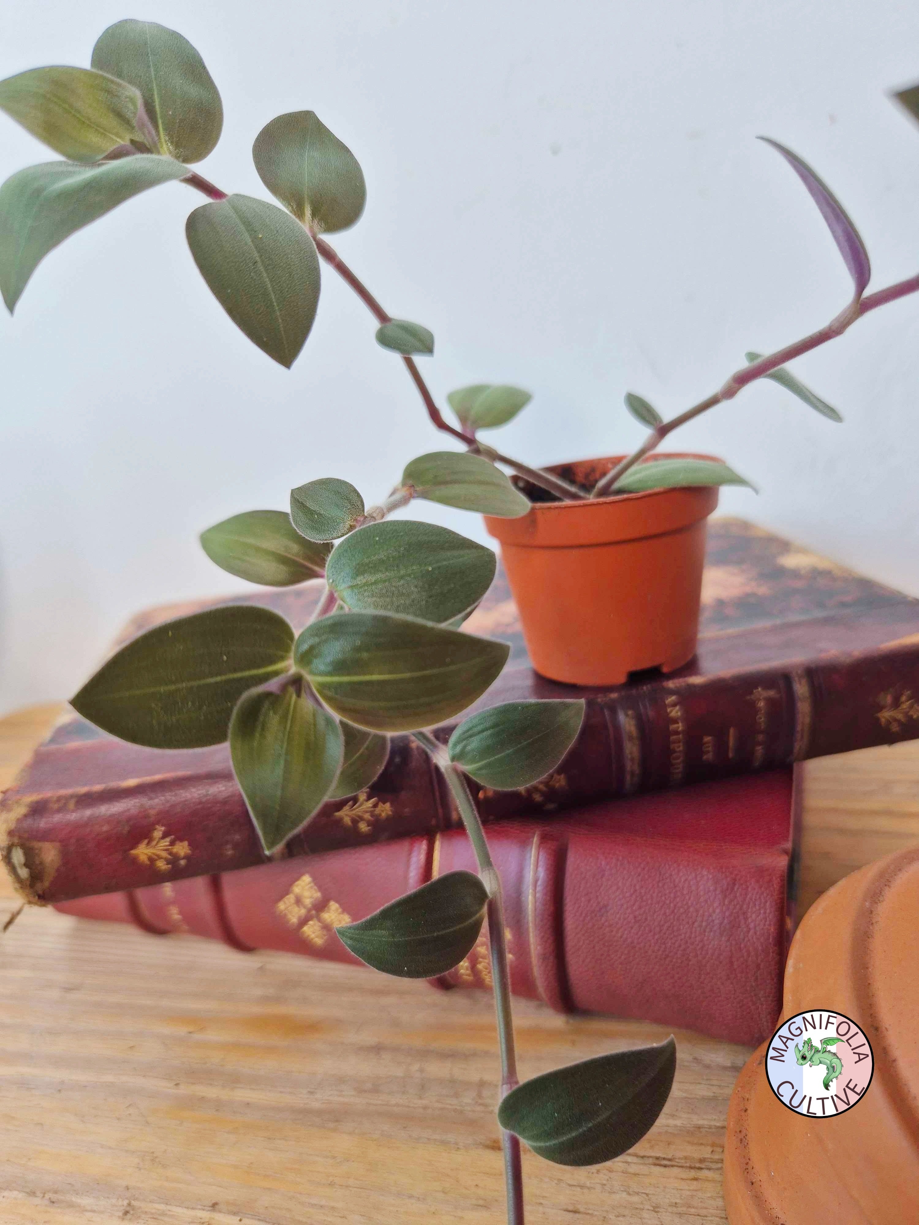 Tradescantia chrysophylla