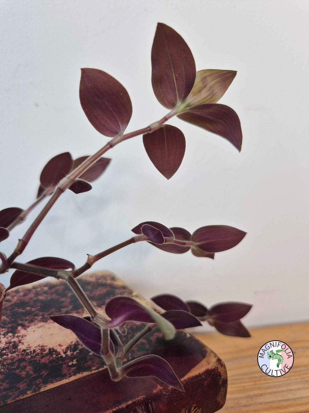 Tradescantia chrysophylla