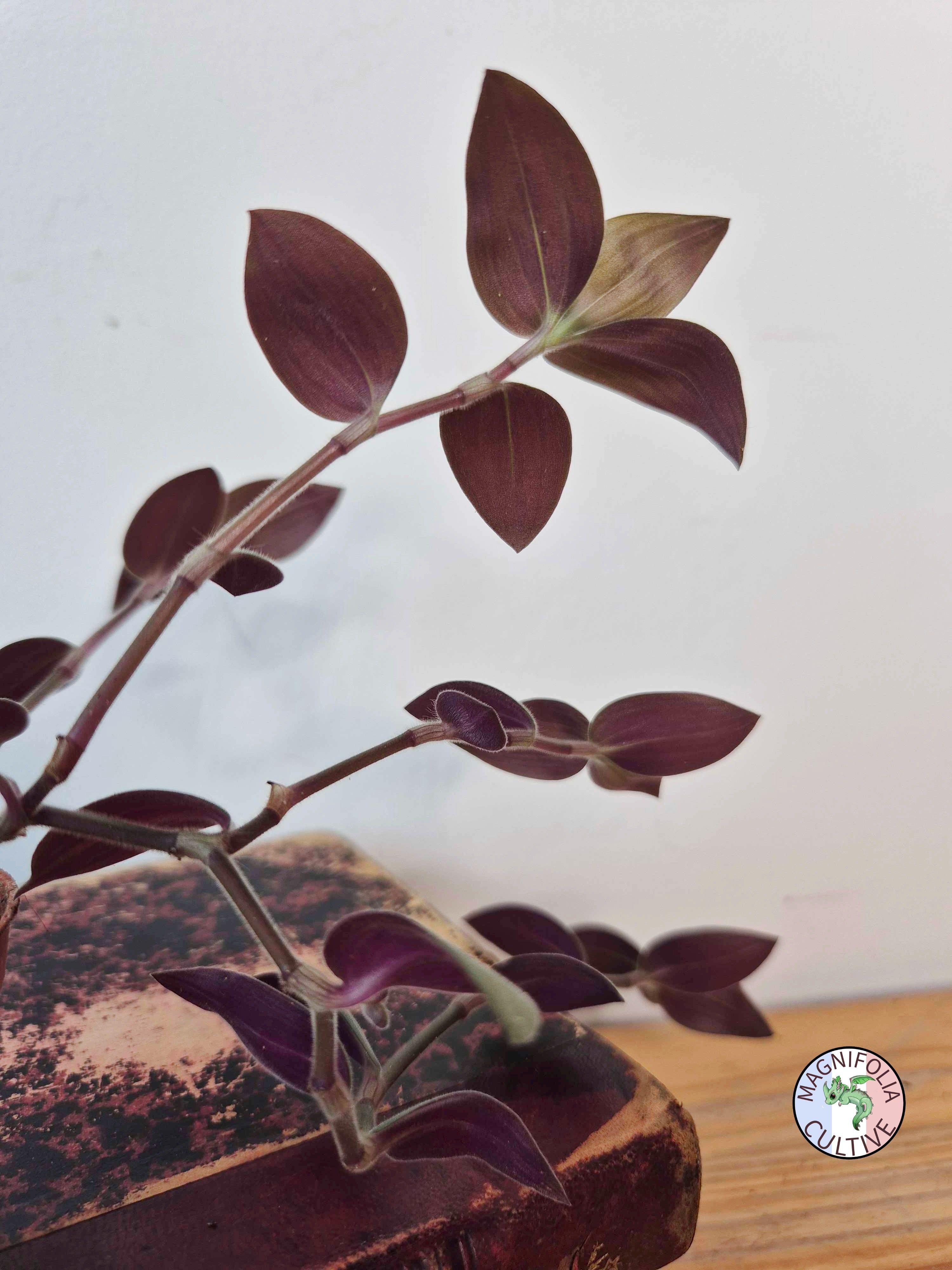 Tradescantia chrysophylla
