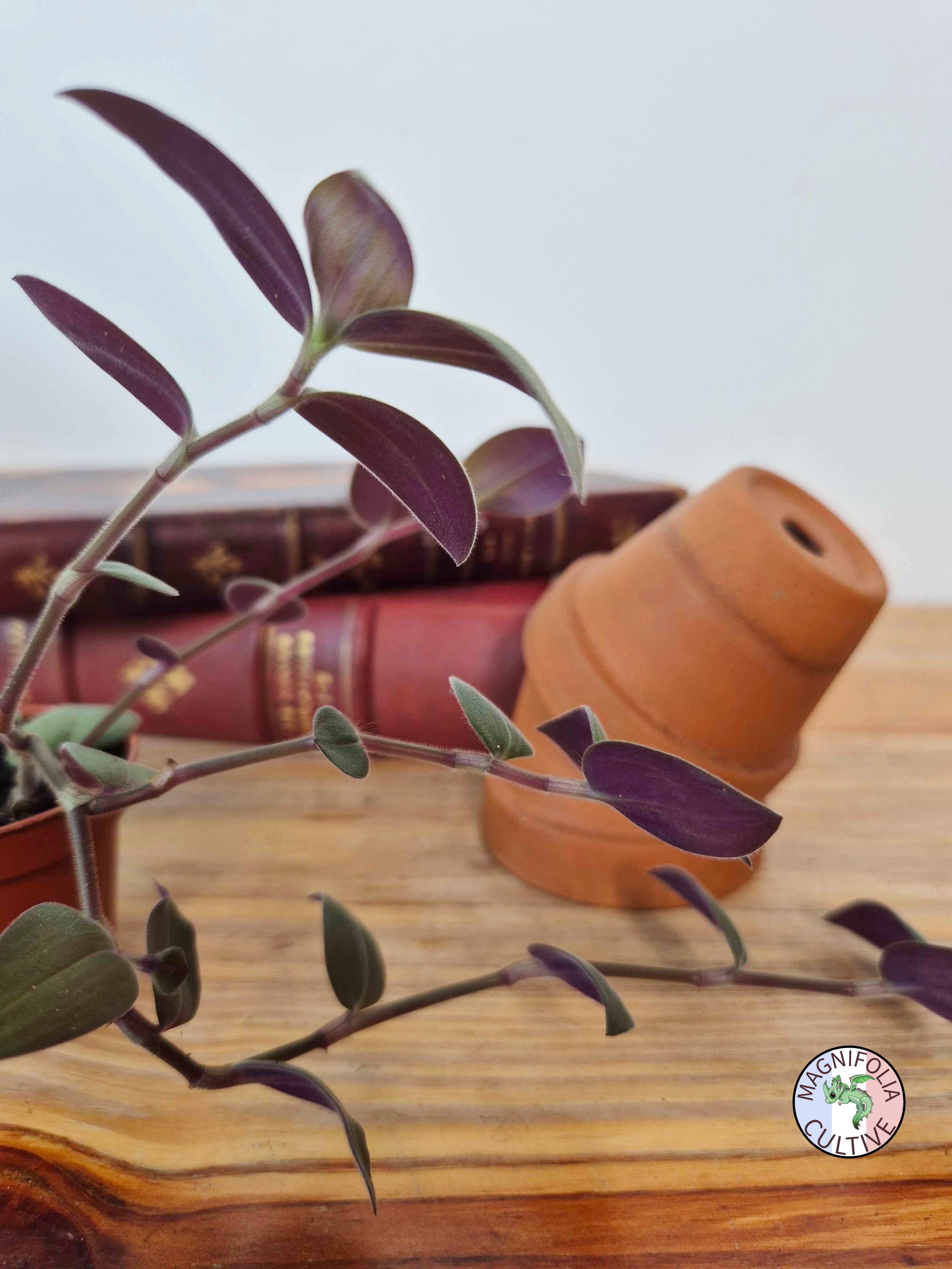 Tradescantia chrysophylla