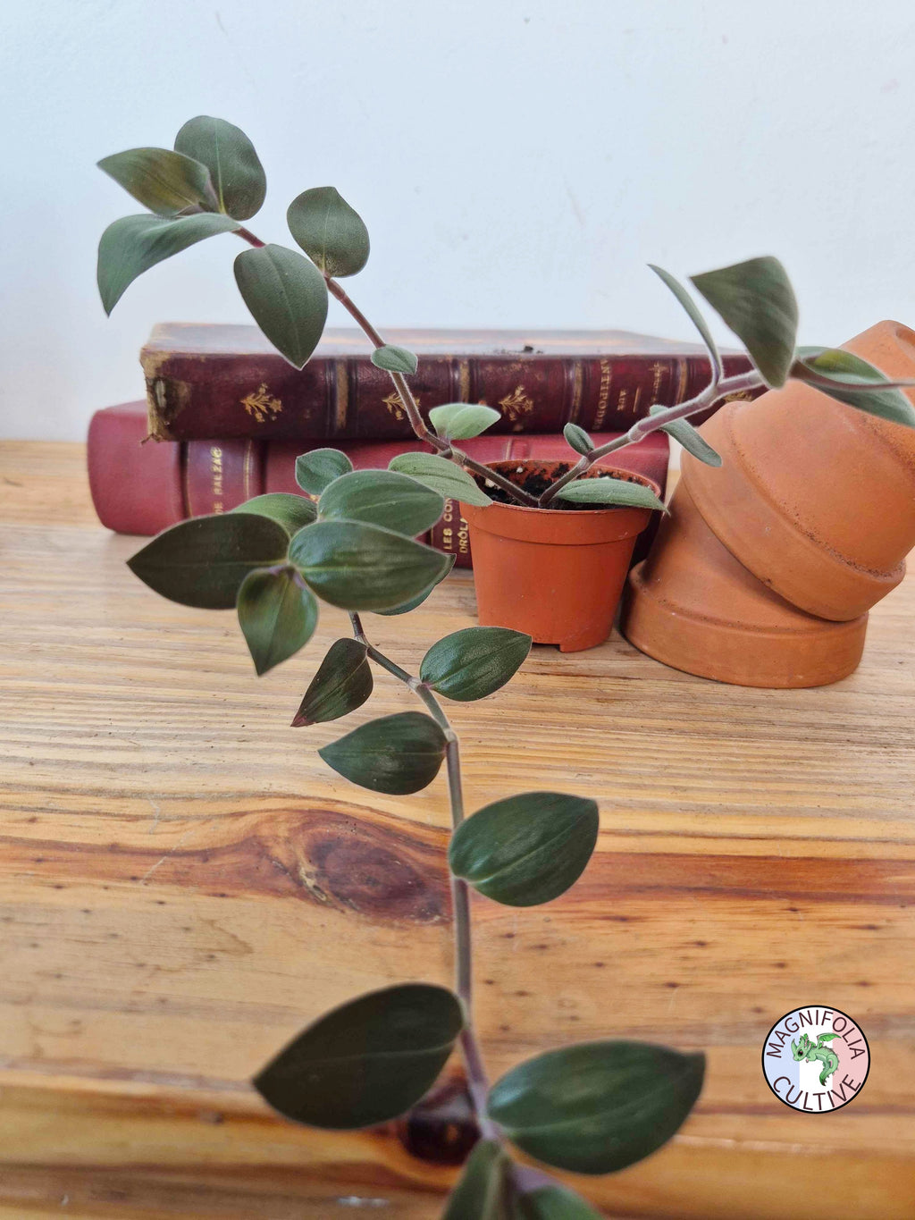 Tradescantia chrysophylla