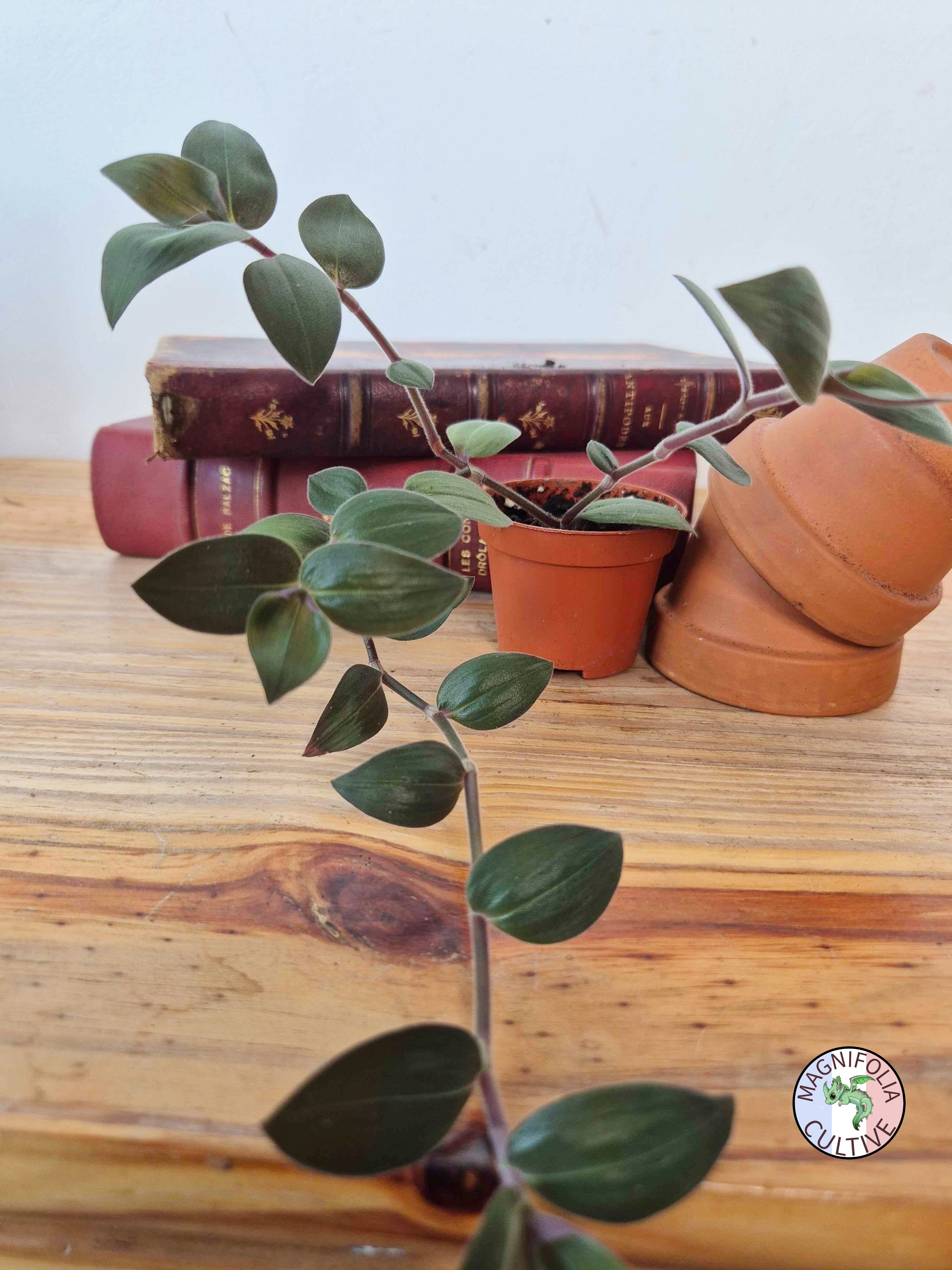 Tradescantia chrysophylla