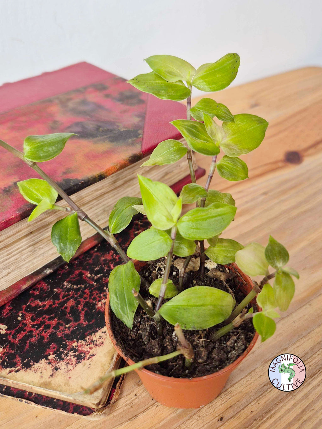Tradescantia fluminensis 'Aurea'