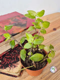 Tradescantia fluminensis 'Aurea'