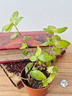 Tradescantia fluminensis 'Aurea'