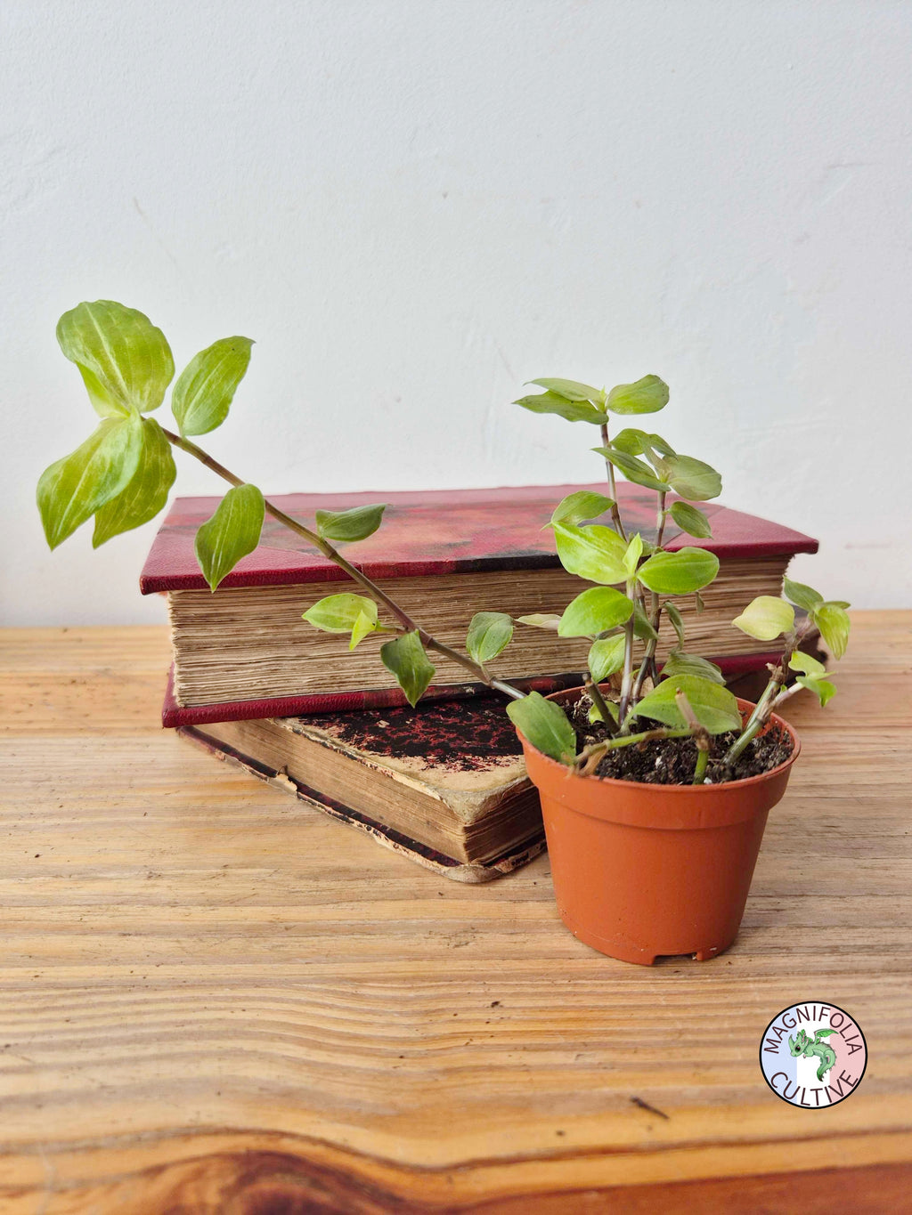 Tradescantia fluminensis 'Aurea'
