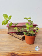 Tradescantia fluminensis 'Aurea'