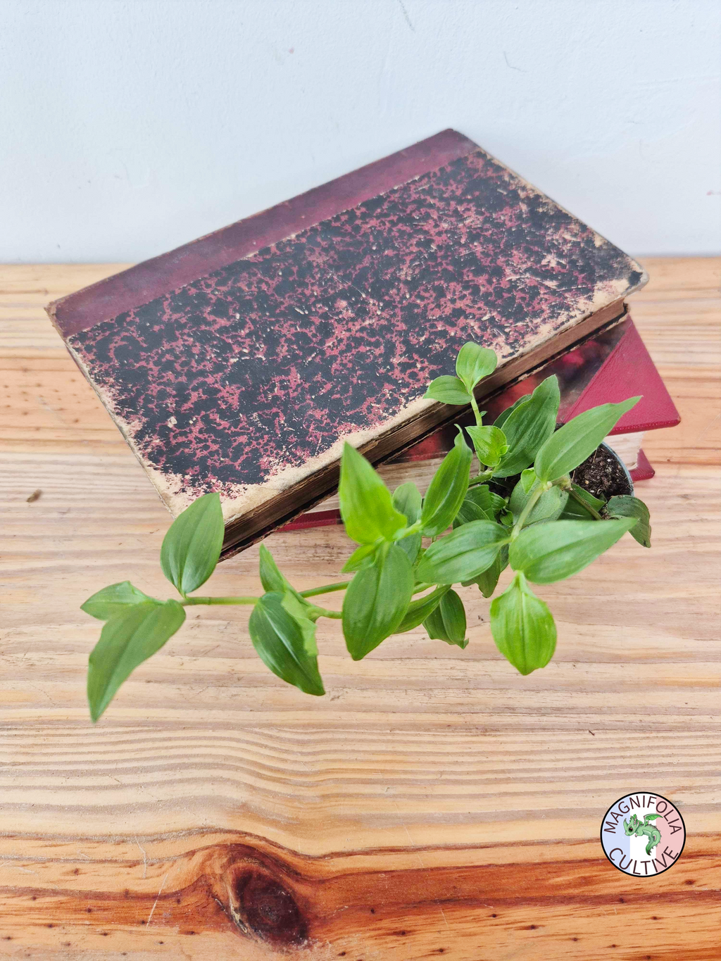 Tradescantia fluminensis 'Green Hill'