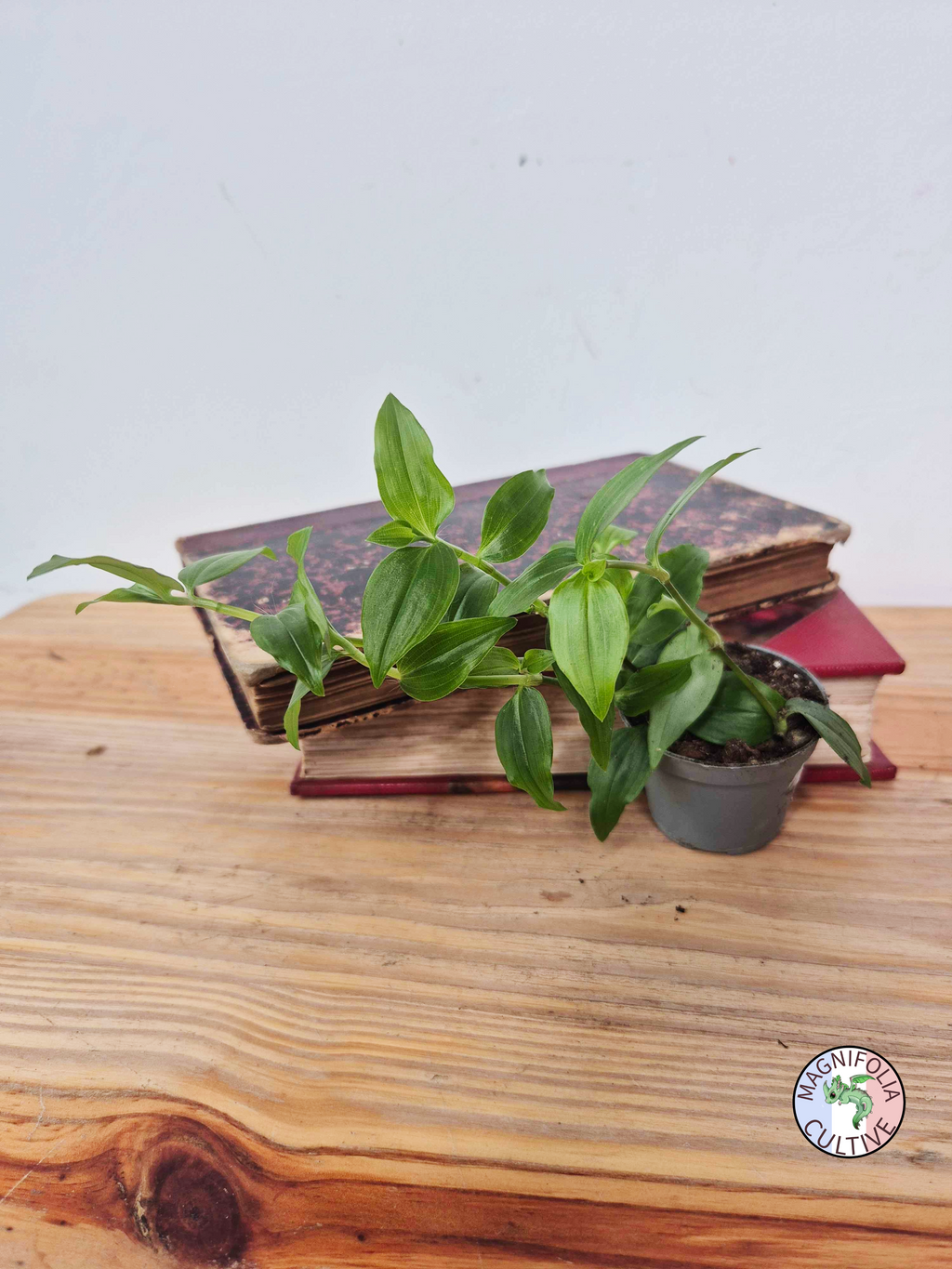 Tradescantia fluminensis 'Green Hill'