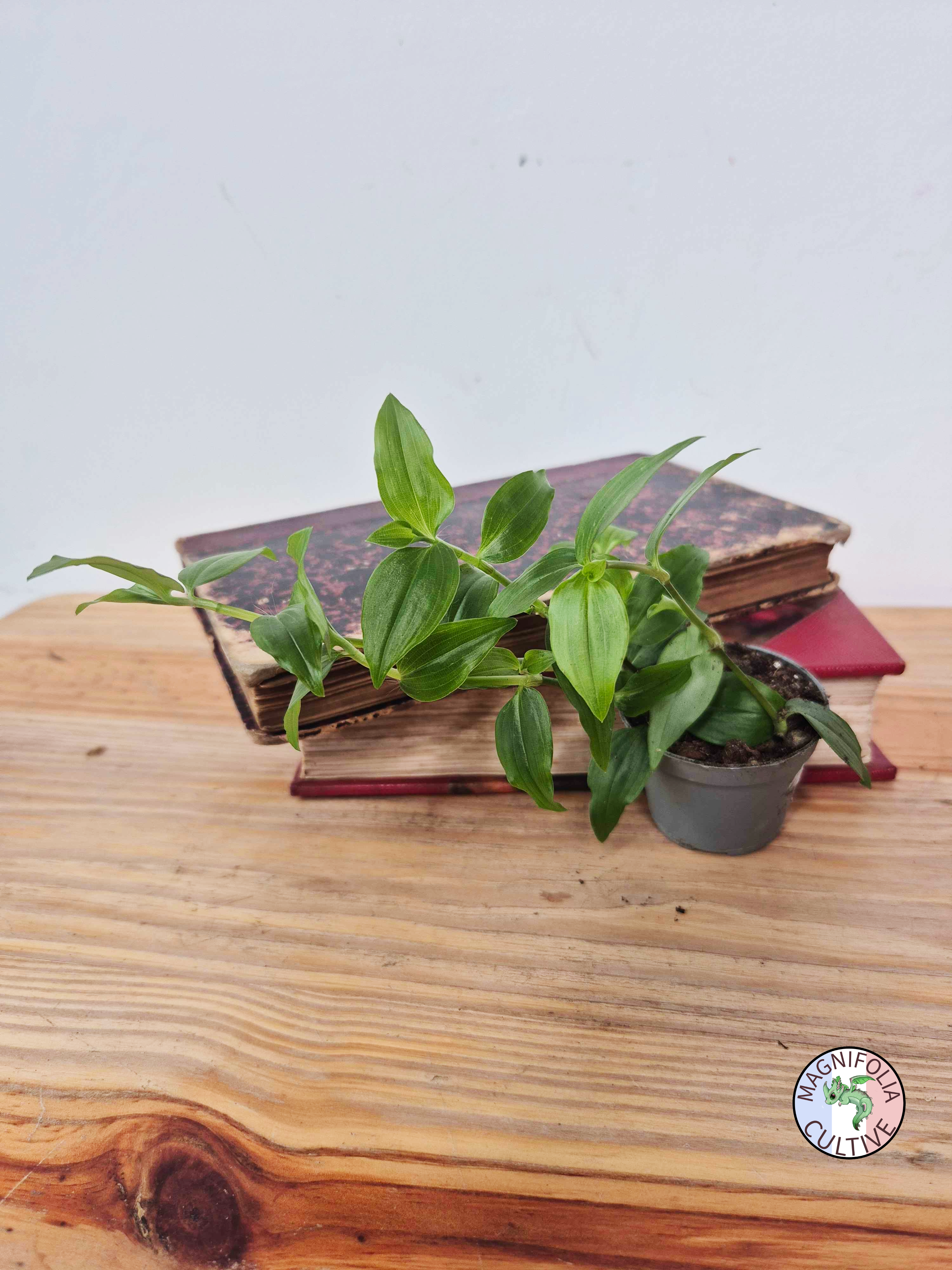 Tradescantia fluminensis 'Green Hill'
