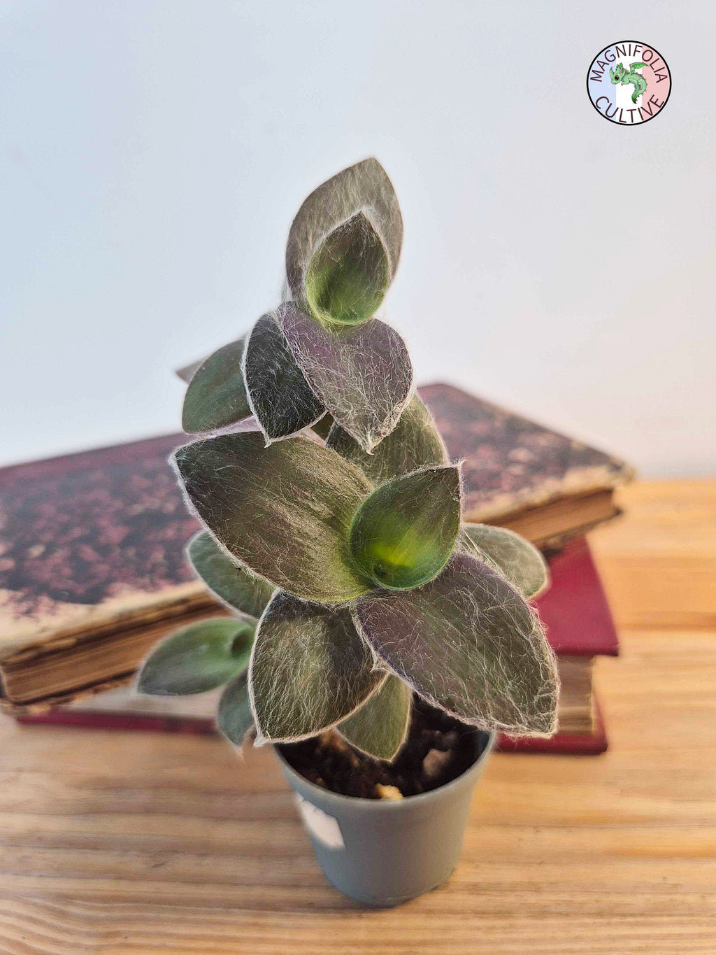 Tradescantia 'Pale Puma'