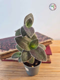 Tradescantia 'Pale Puma'