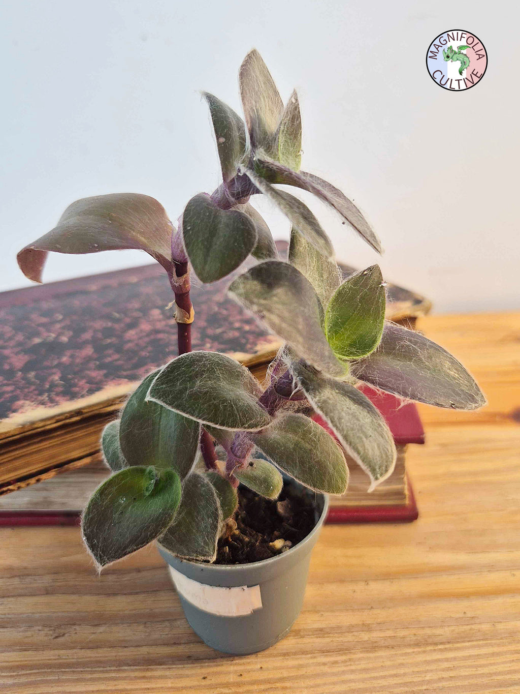 Tradescantia 'Pale Puma'