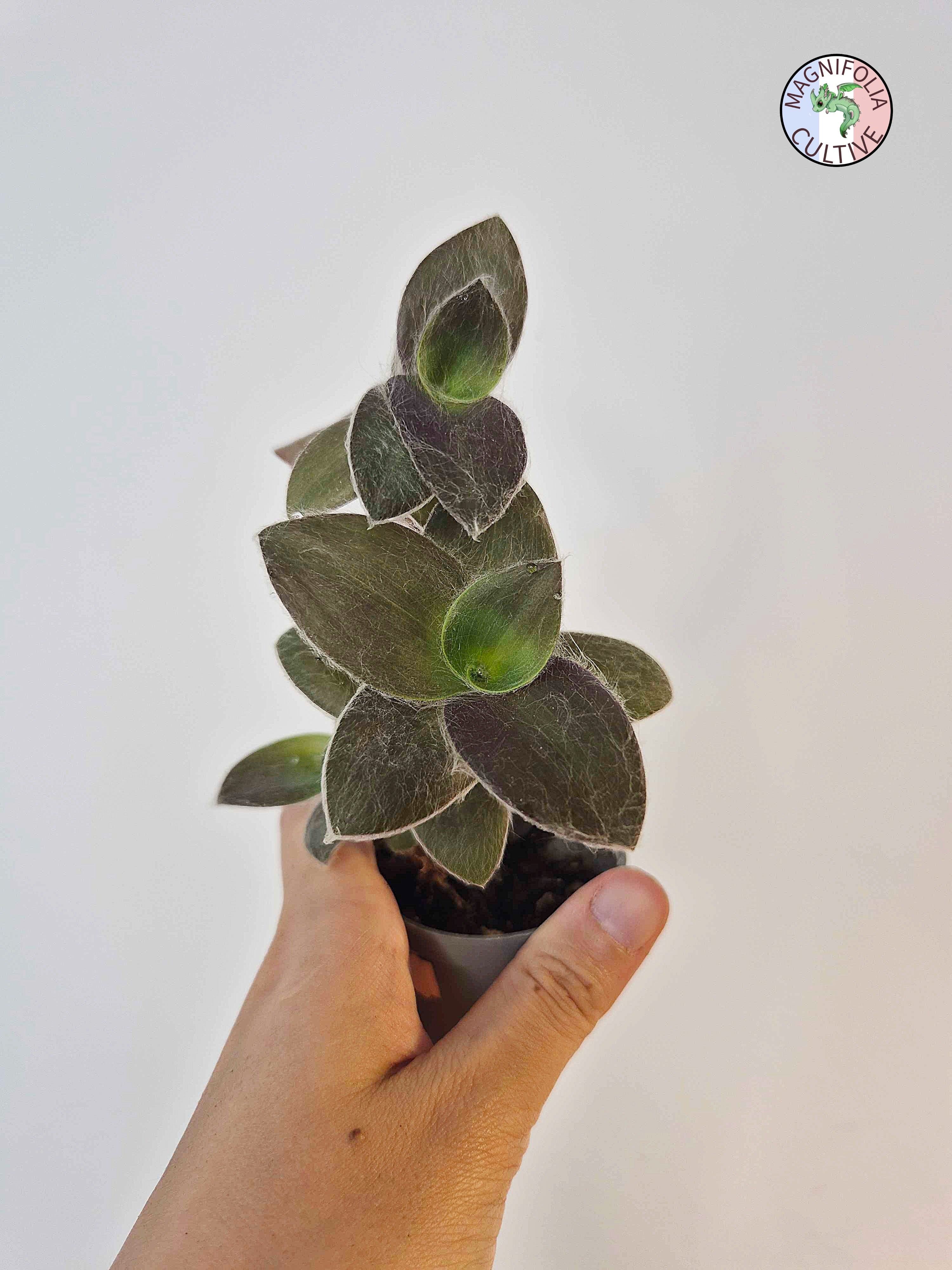 Tradescantia 'Pale Puma'