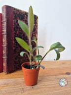 Tradescantia pallida 'Purple Pixie'
