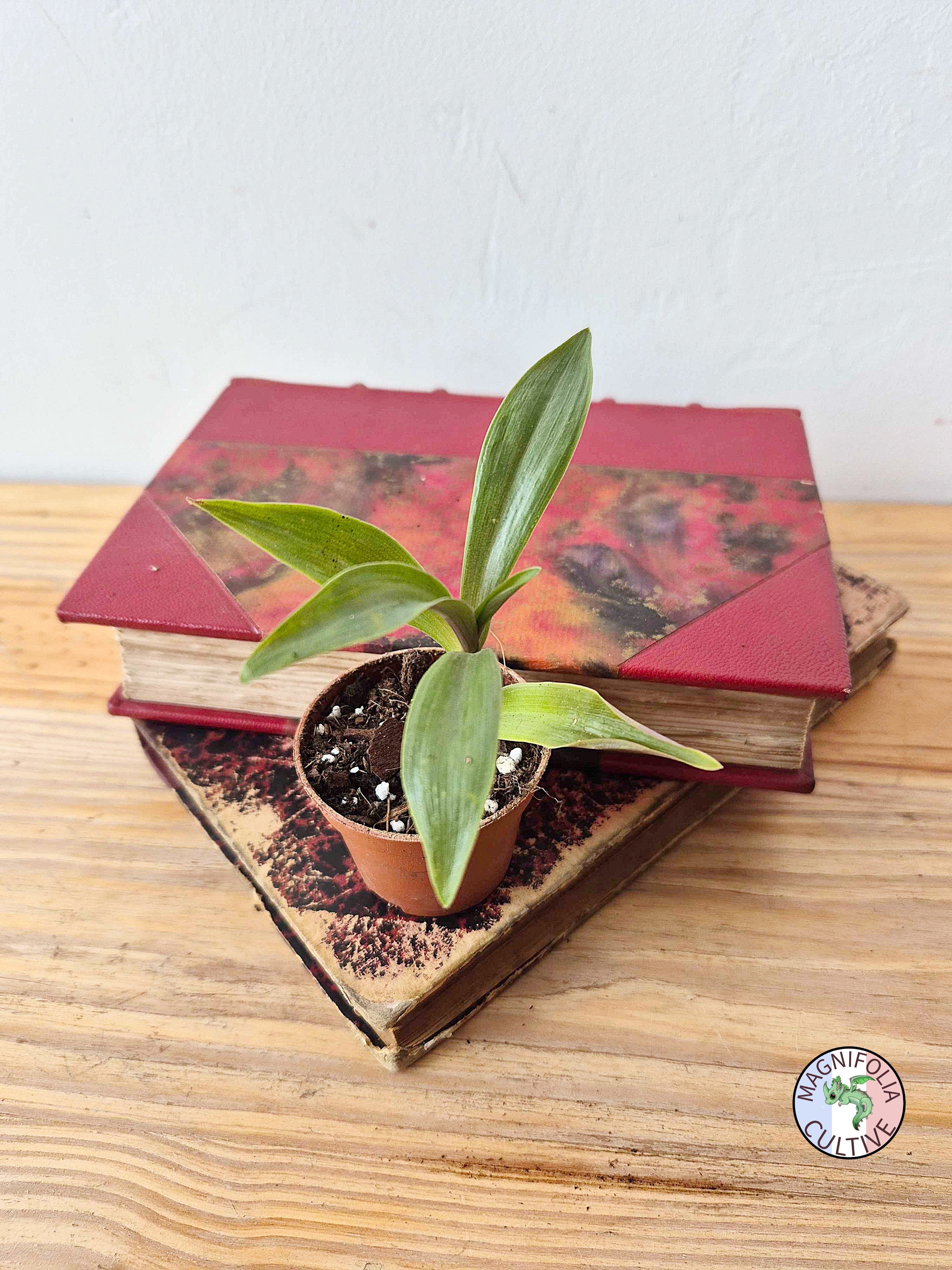 Tradescantia spathacea