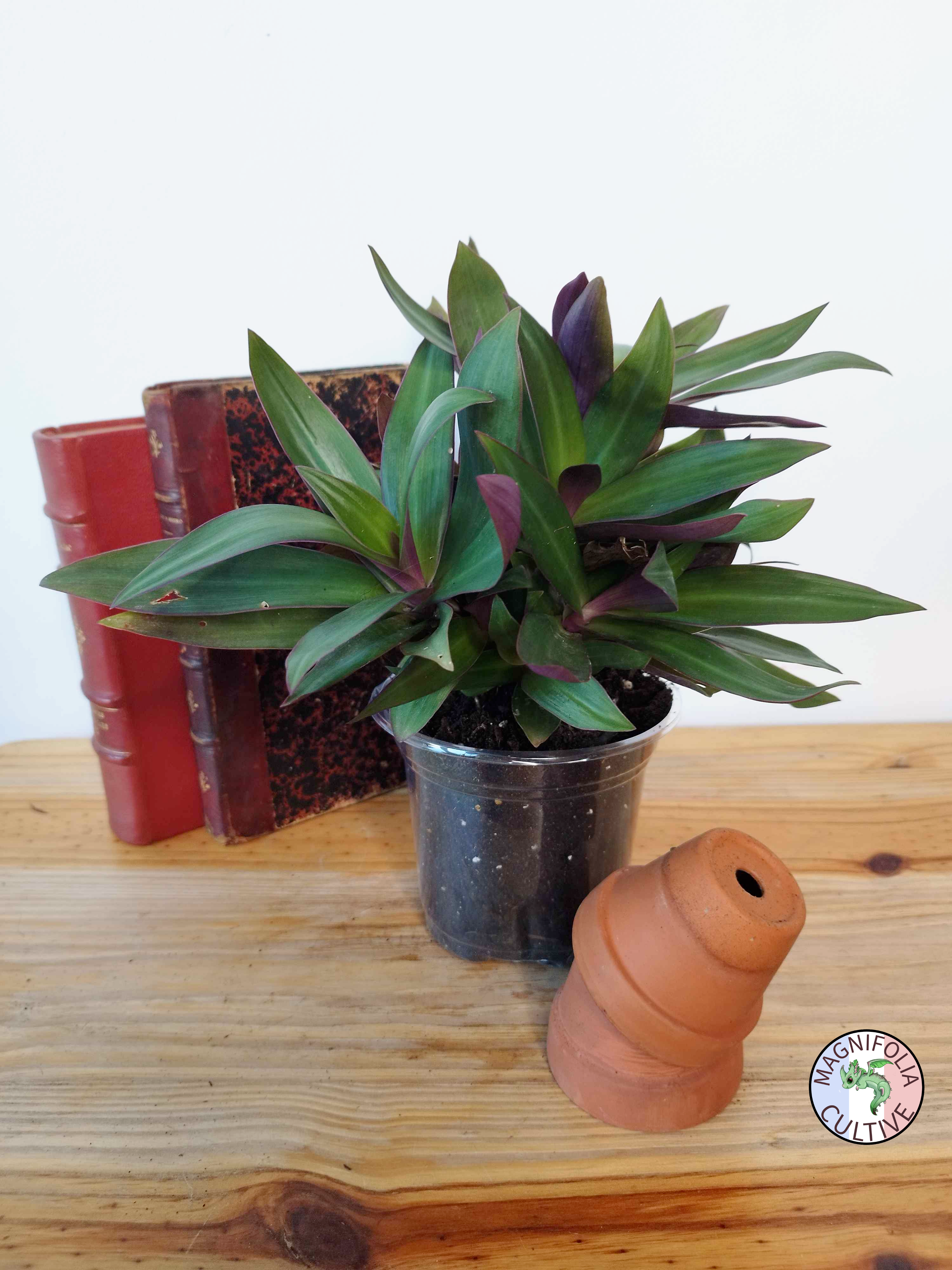 Tradescantia spathacea - GRANDE TAILLE-