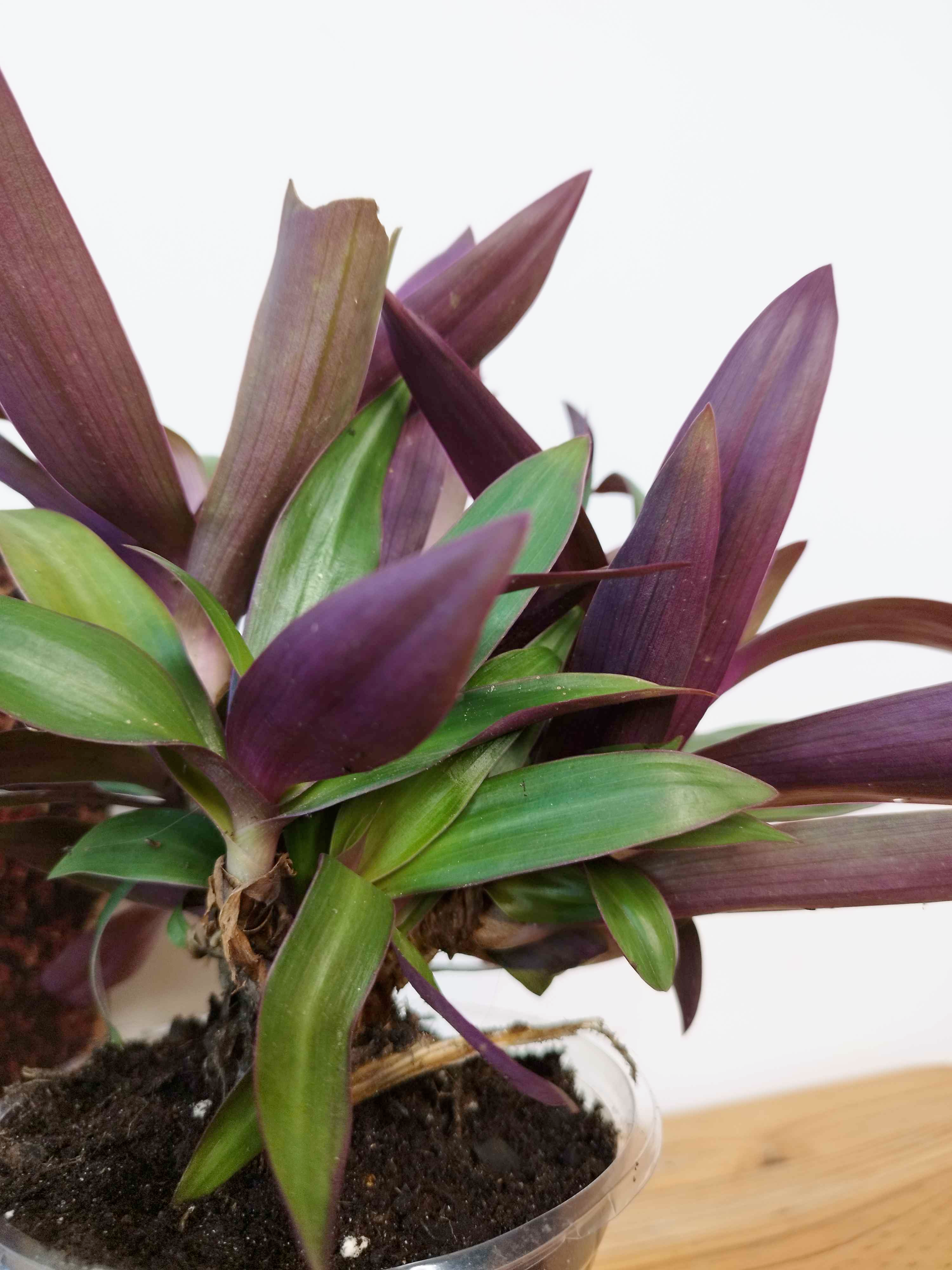 Tradescantia spathacea - GRANDE TAILLE-