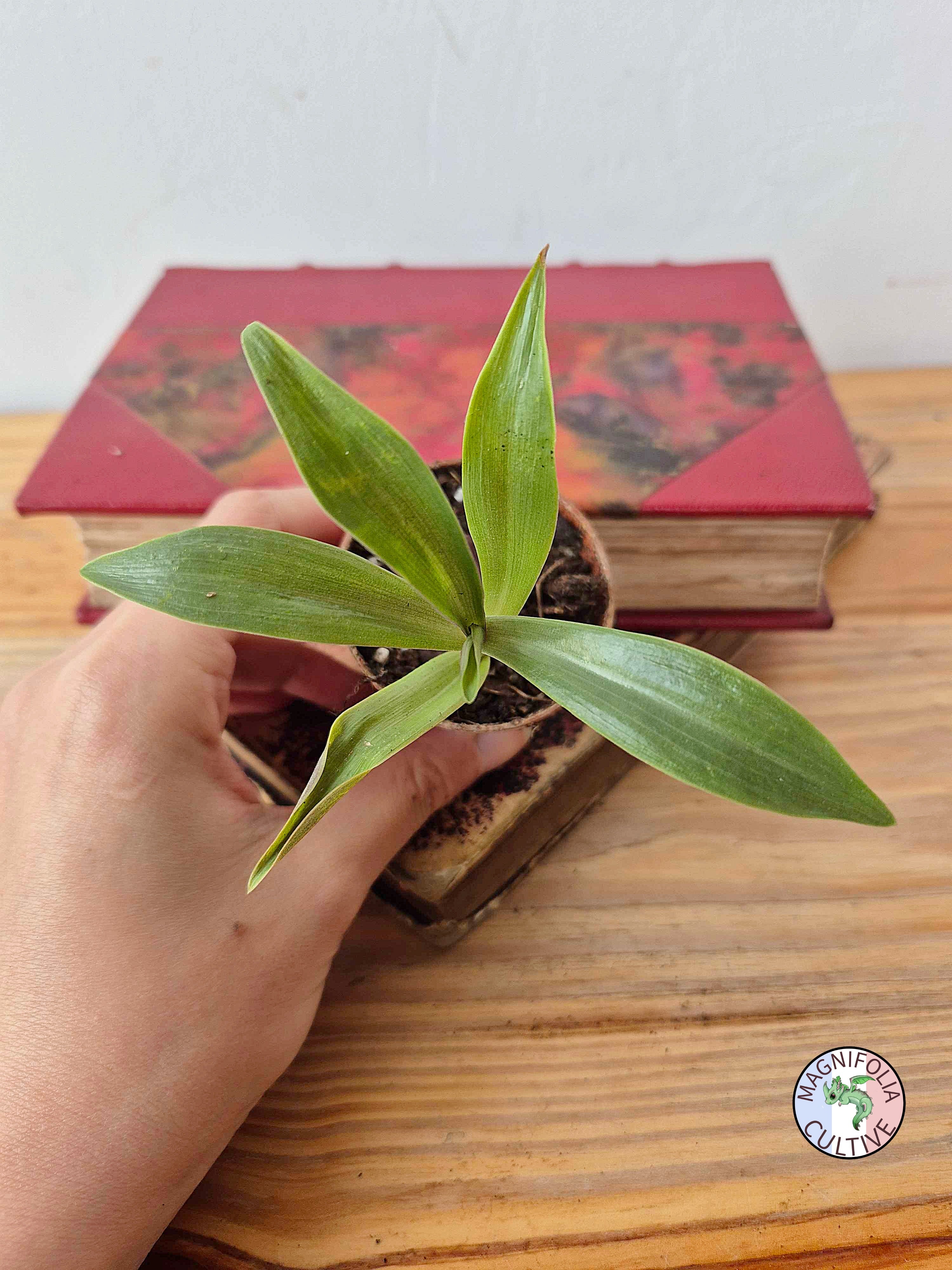 Tradescantia spathacea