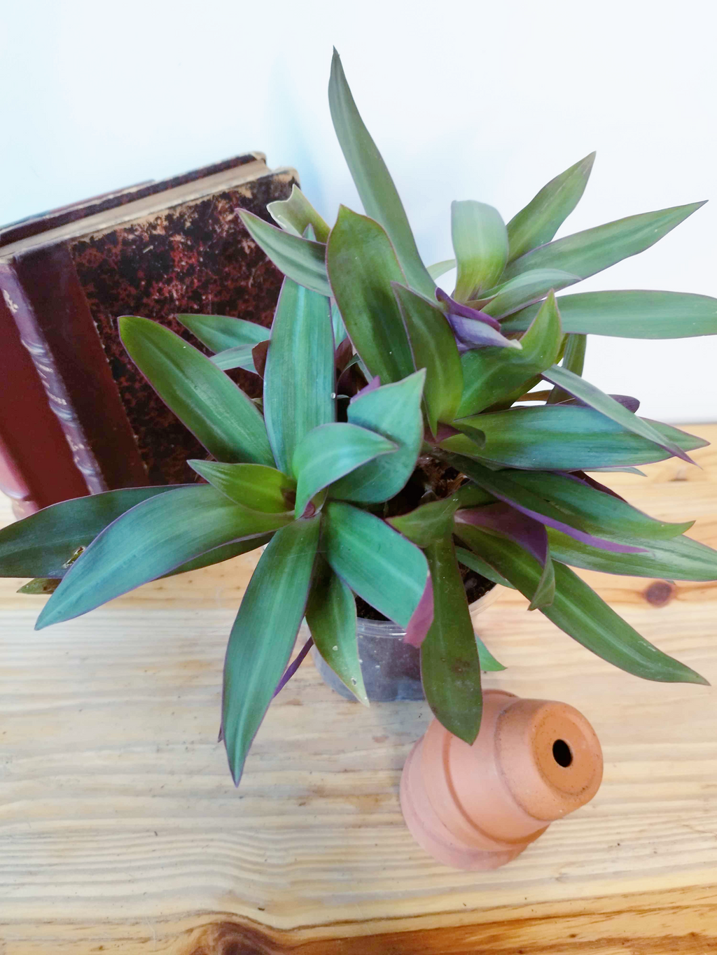 Tradescantia spathacea - GRANDE TAILLE-