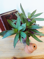 Tradescantia spathacea - GRANDE TAILLE-