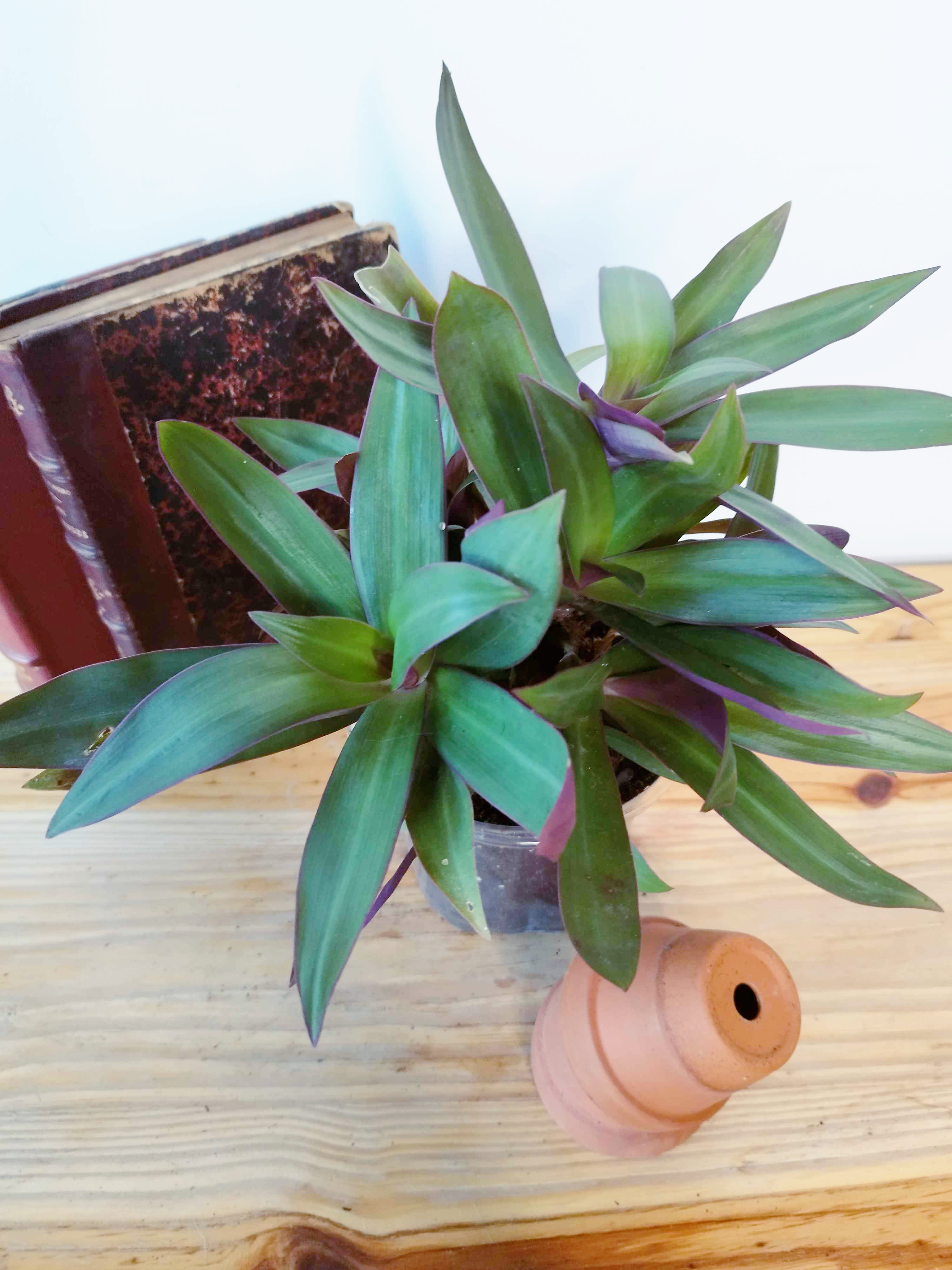 Tradescantia spathacea - GRANDE TAILLE-