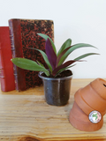 Tradescantia spathacea - PETITE TAILLE-