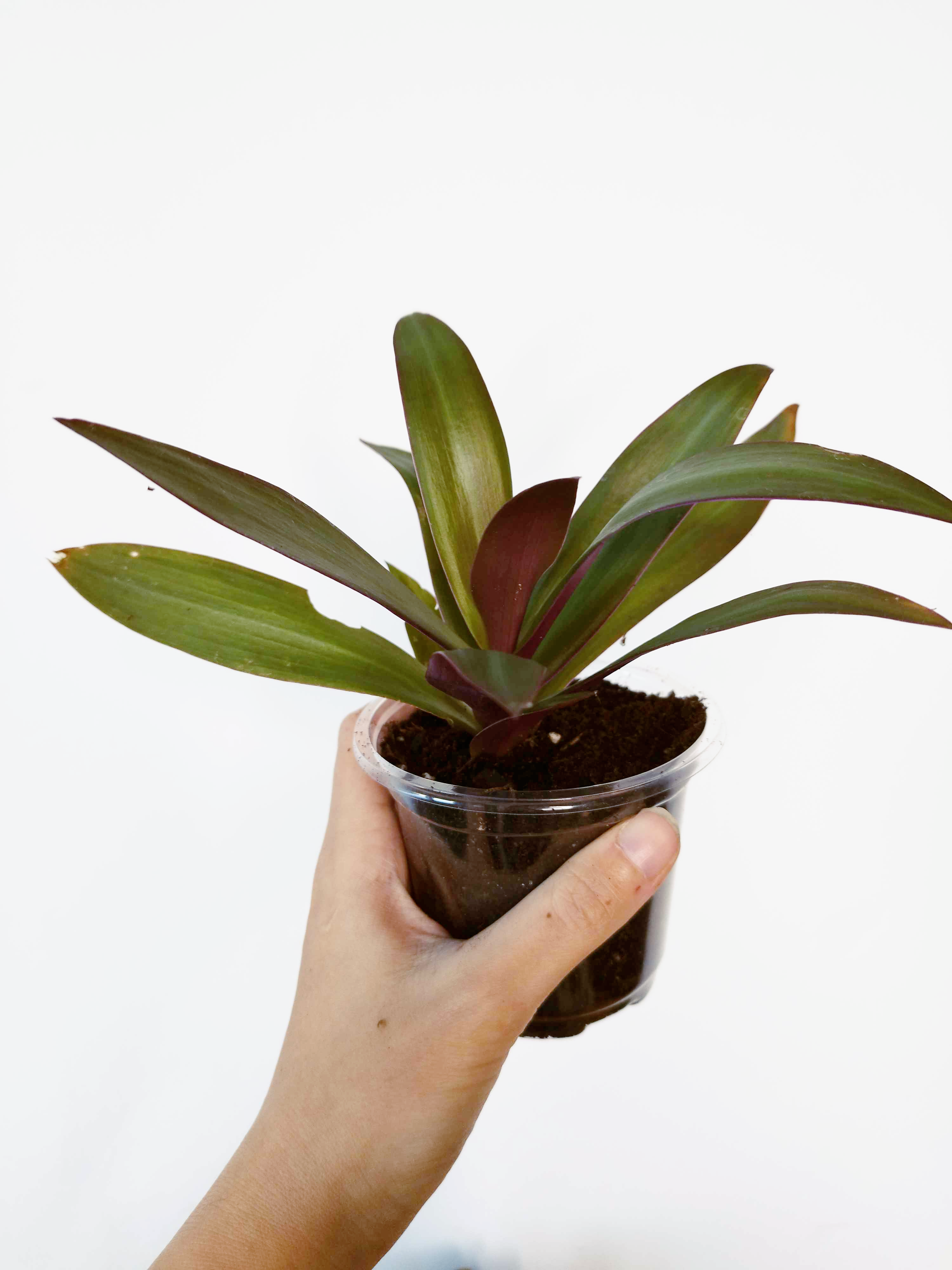 Tradescantia spathacea - PETITE TAILLE-