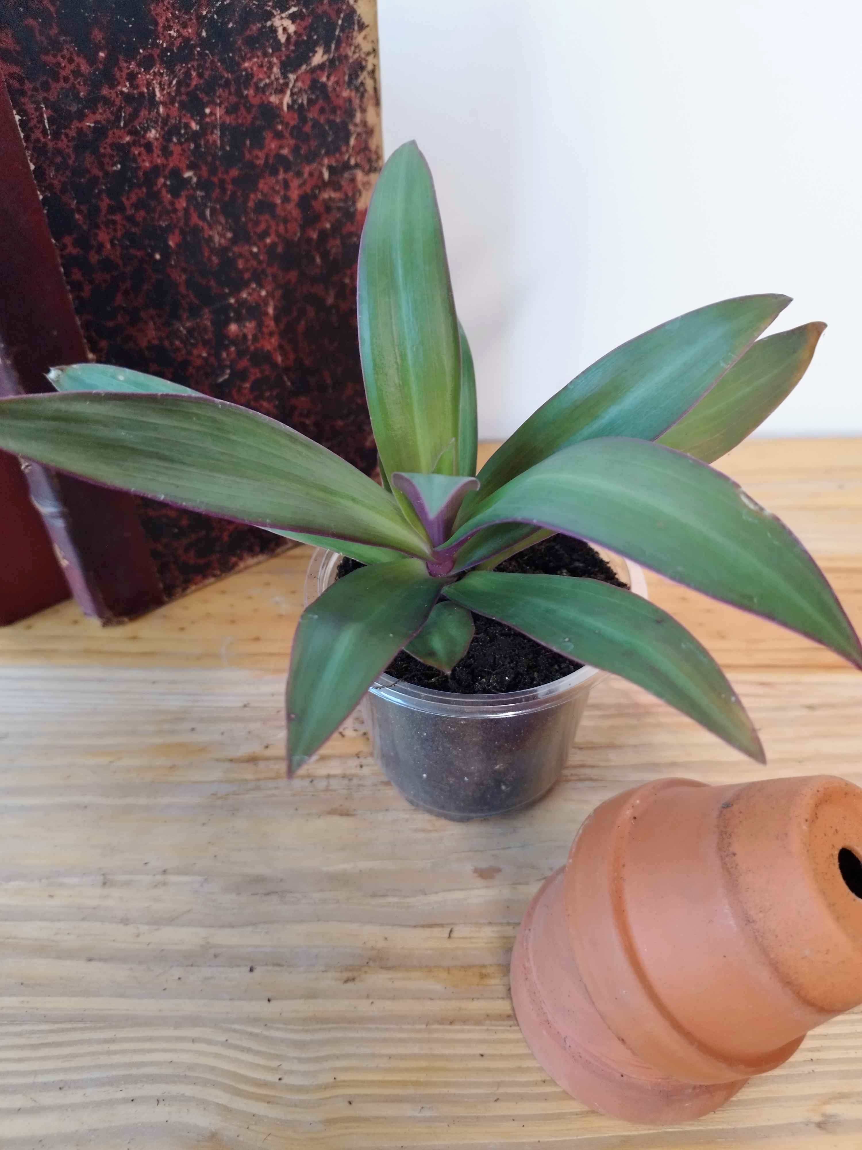 Tradescantia spathacea - PETITE TAILLE-