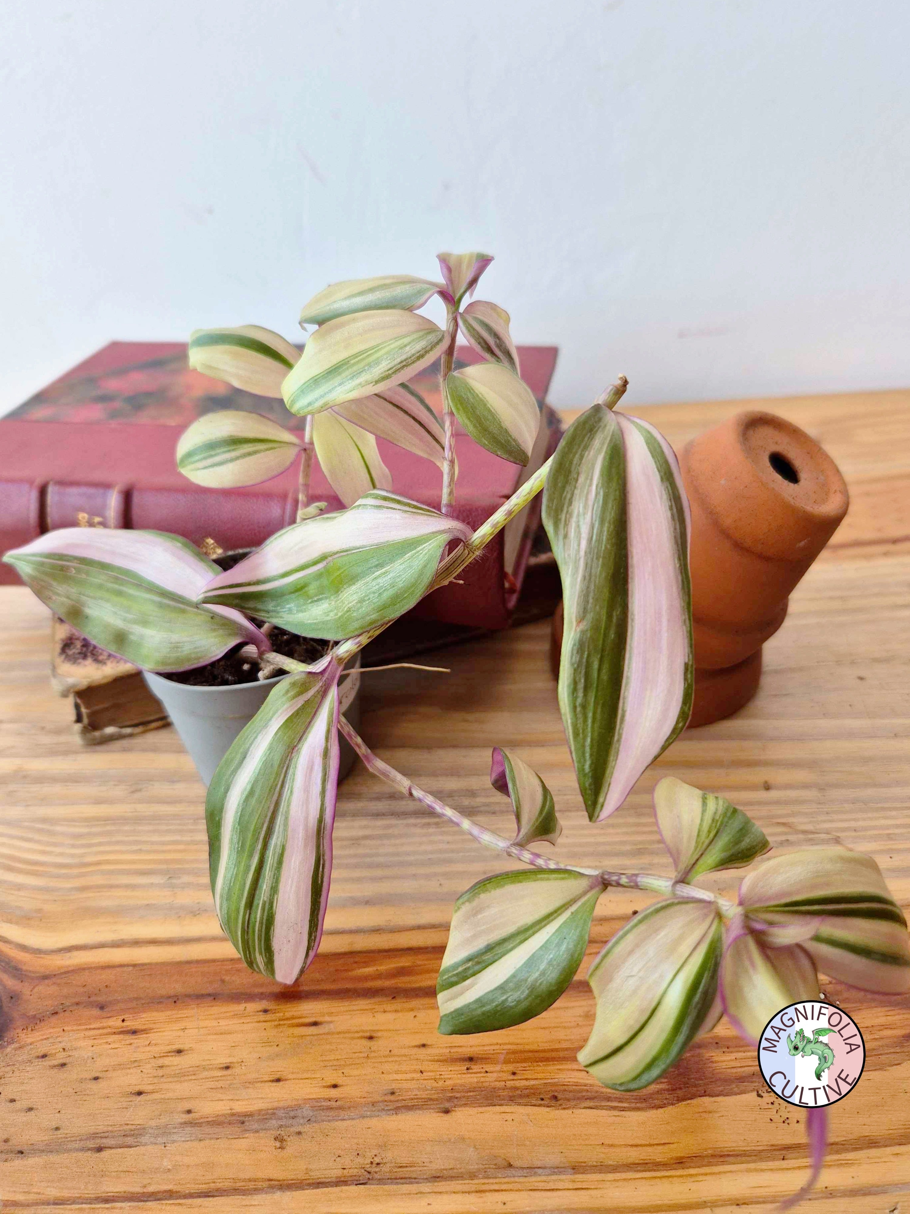 Tradescantia zebrina 'Discolor Multicolor'