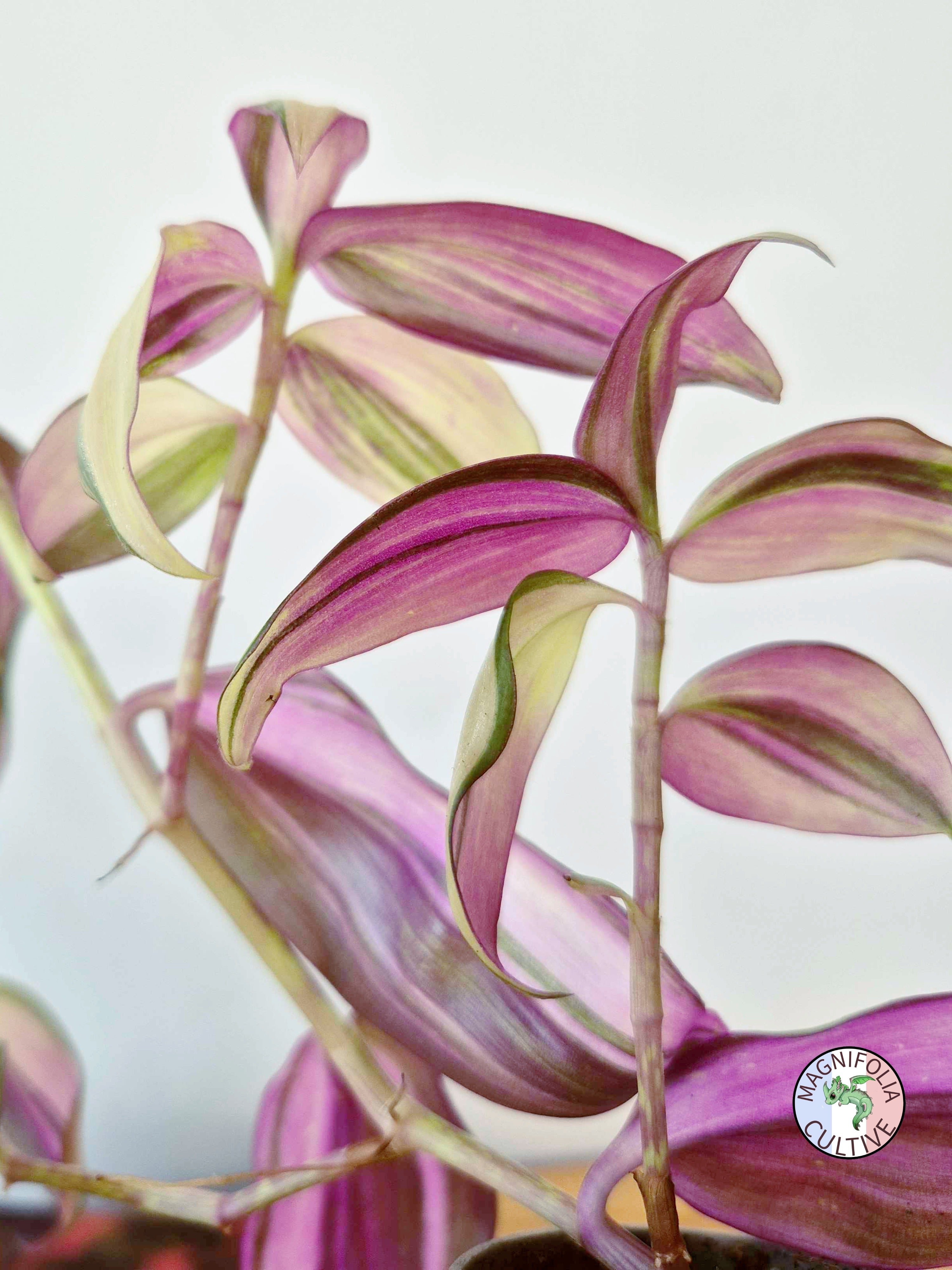 Tradescantia zebrina 'Discolor Multicolor'