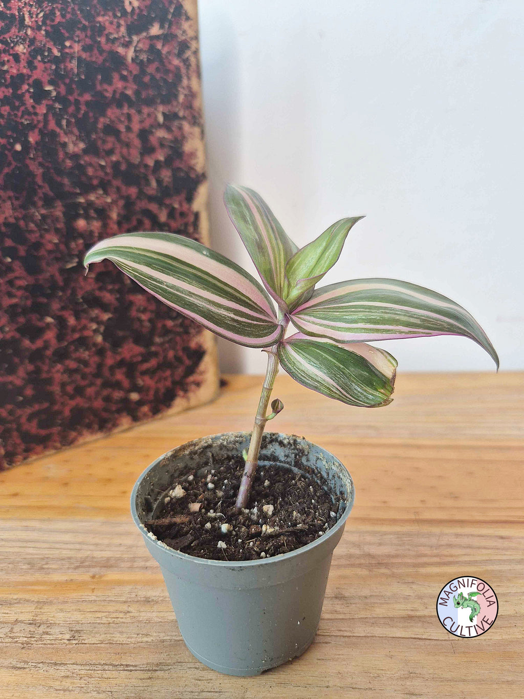 Tradescantia zebrina 'Discolor Multicolor'