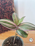 Tradescantia zebrina 'Discolor Multicolor'