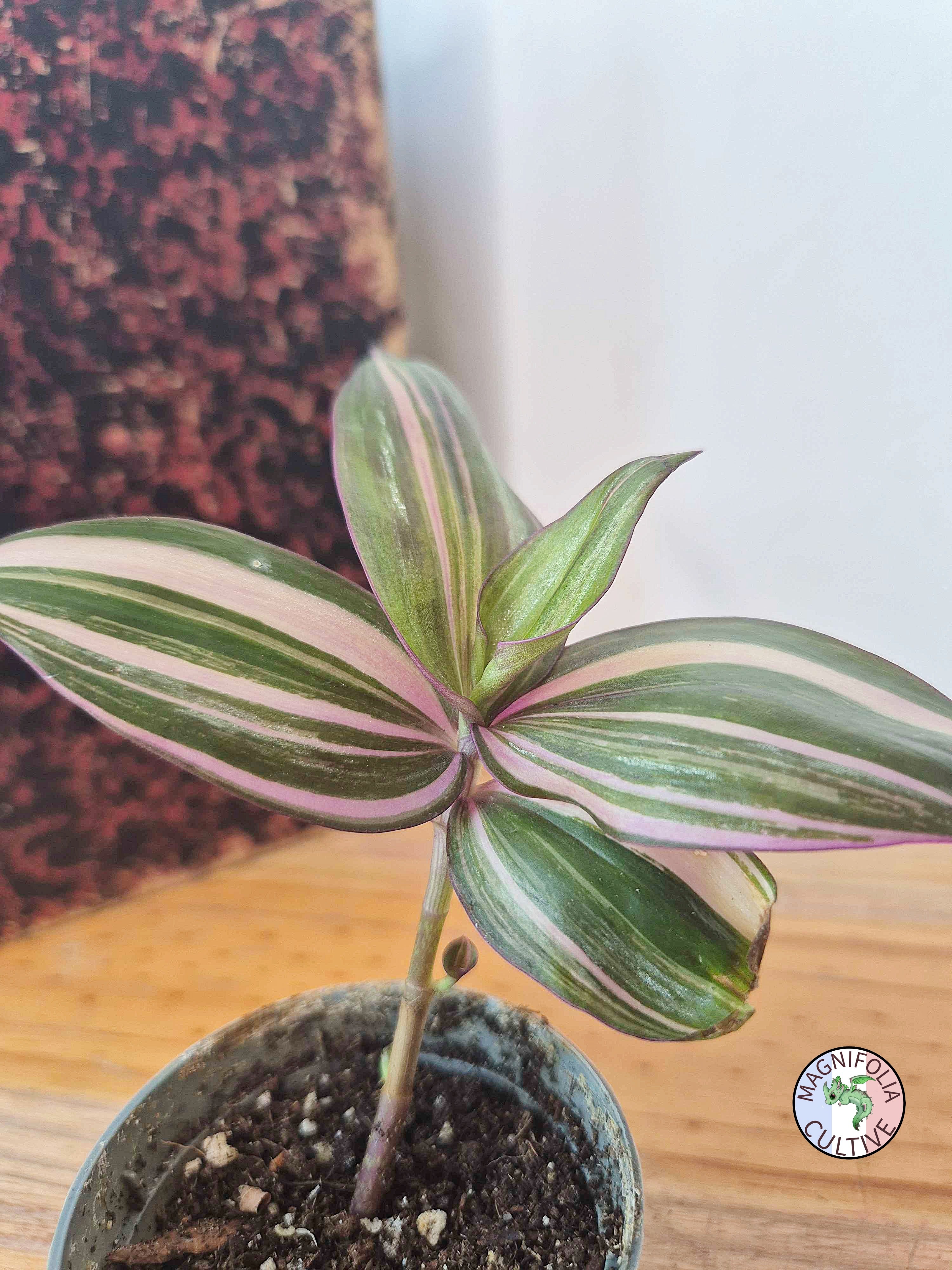 Tradescantia zebrina 'Discolor Multicolor'