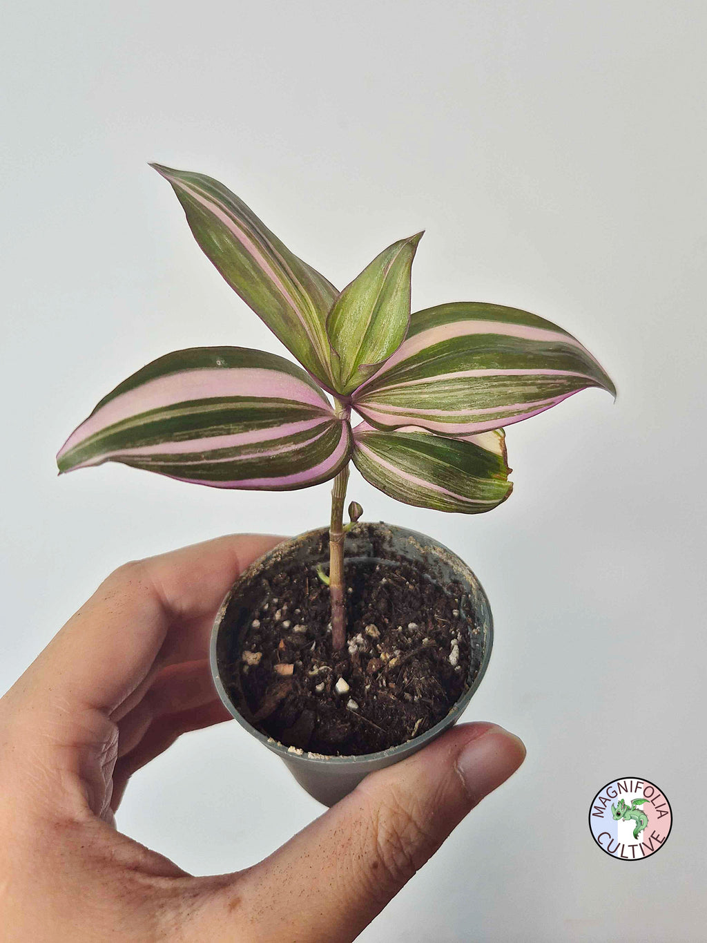 Tradescantia zebrina 'Discolor Multicolor'