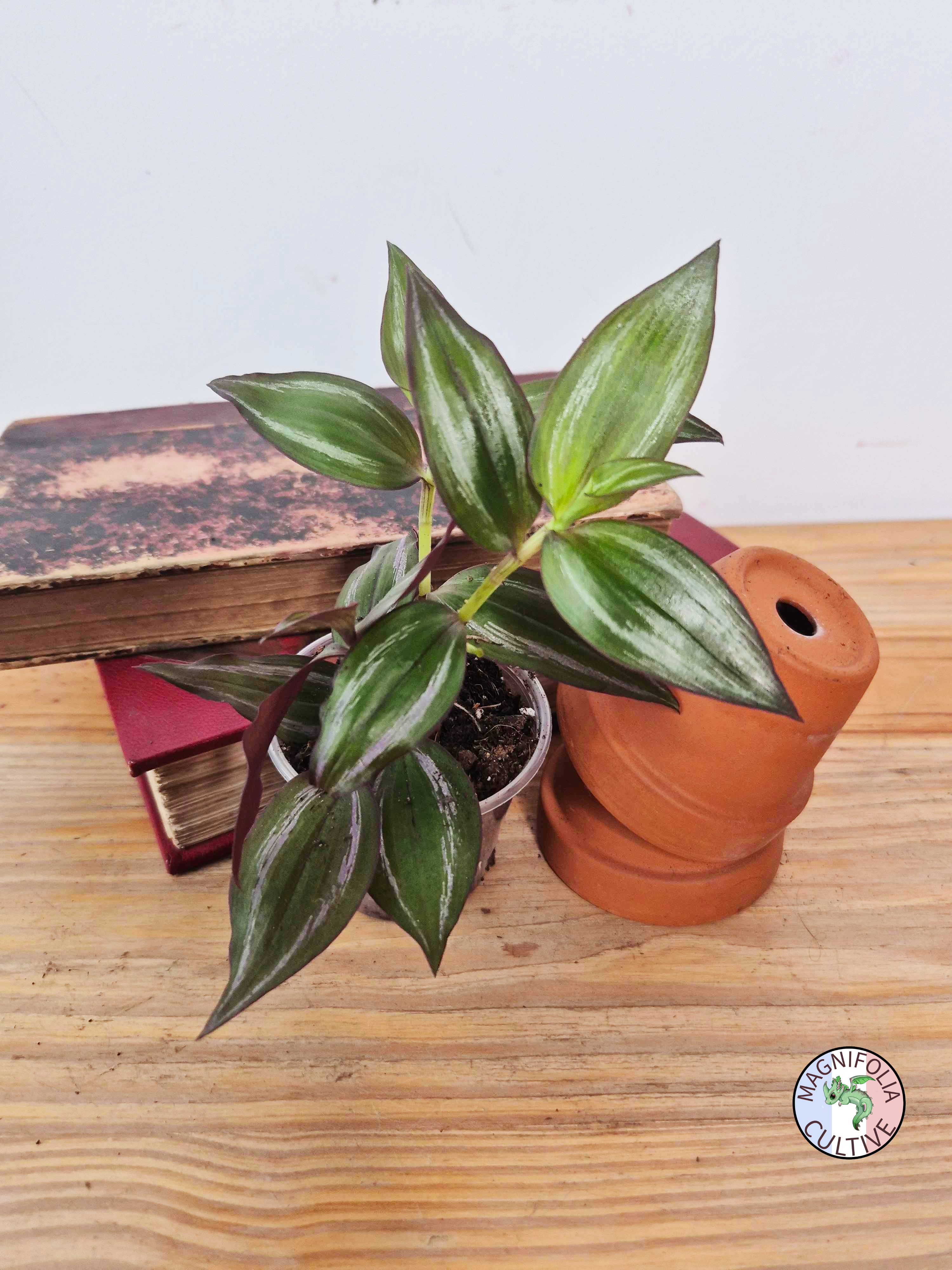 Tradescantia zebrina 'Flame Dance'