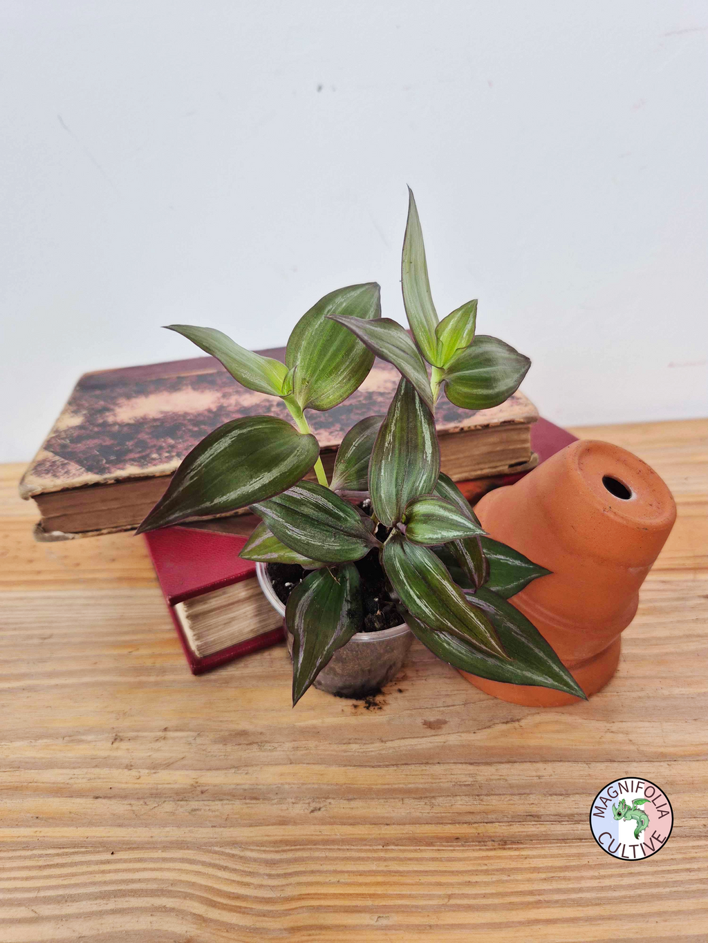 Tradescantia zebrina 'Flame Dance'