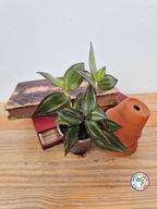 Tradescantia zebrina 'Flame Dance'