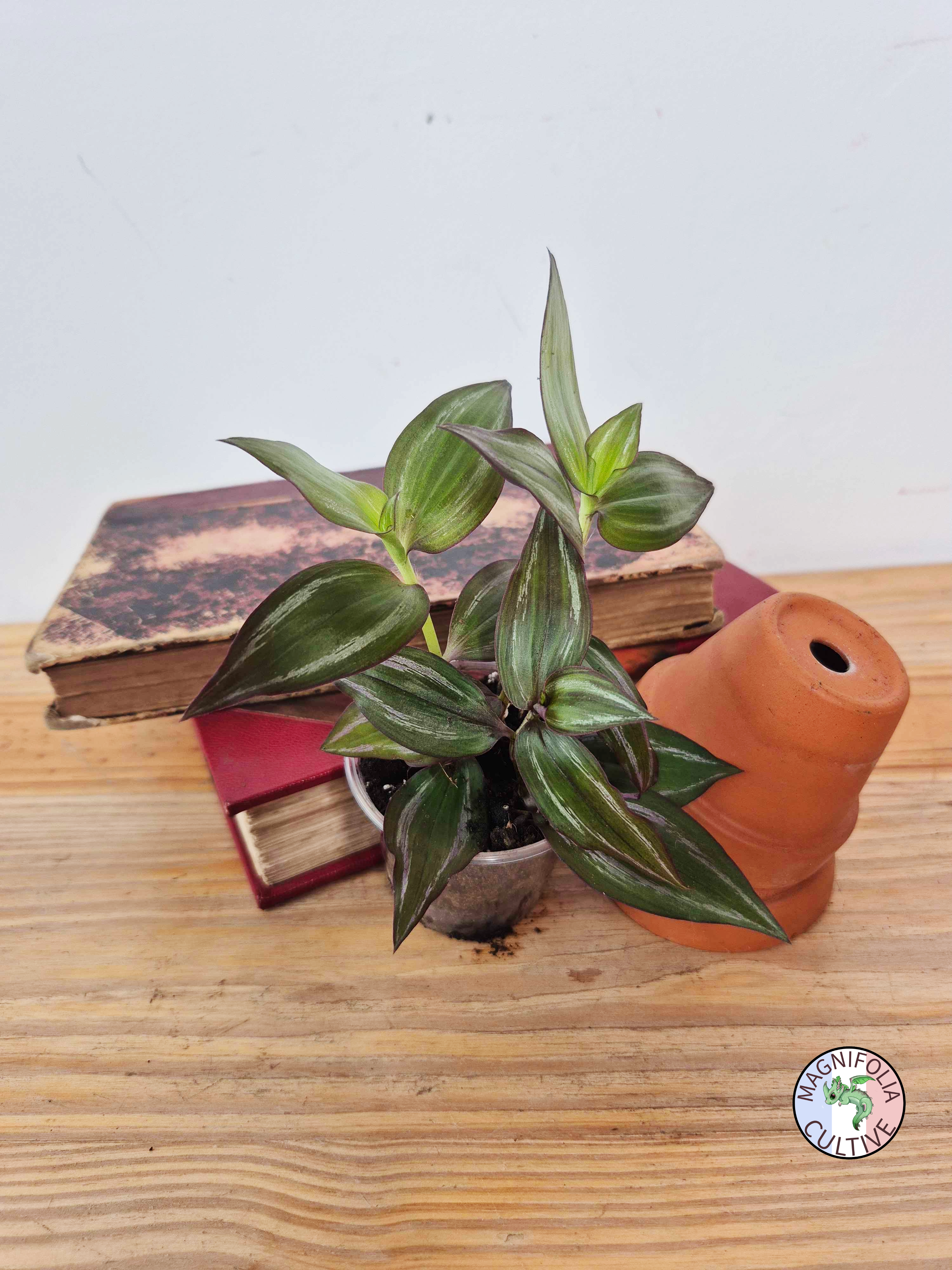 Tradescantia zebrina 'Flame Dance'