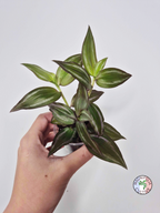 Tradescantia zebrina 'Flame Dance'