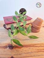 Tradescantia zebrina var. flocculosa