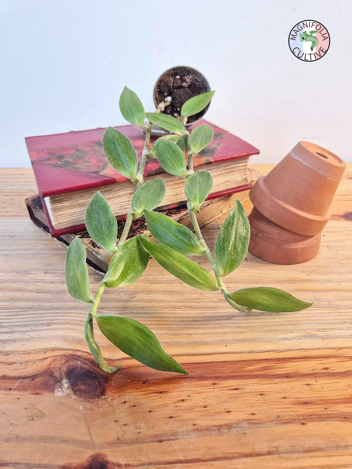 Tradescantia zebrina var. flocculosa
