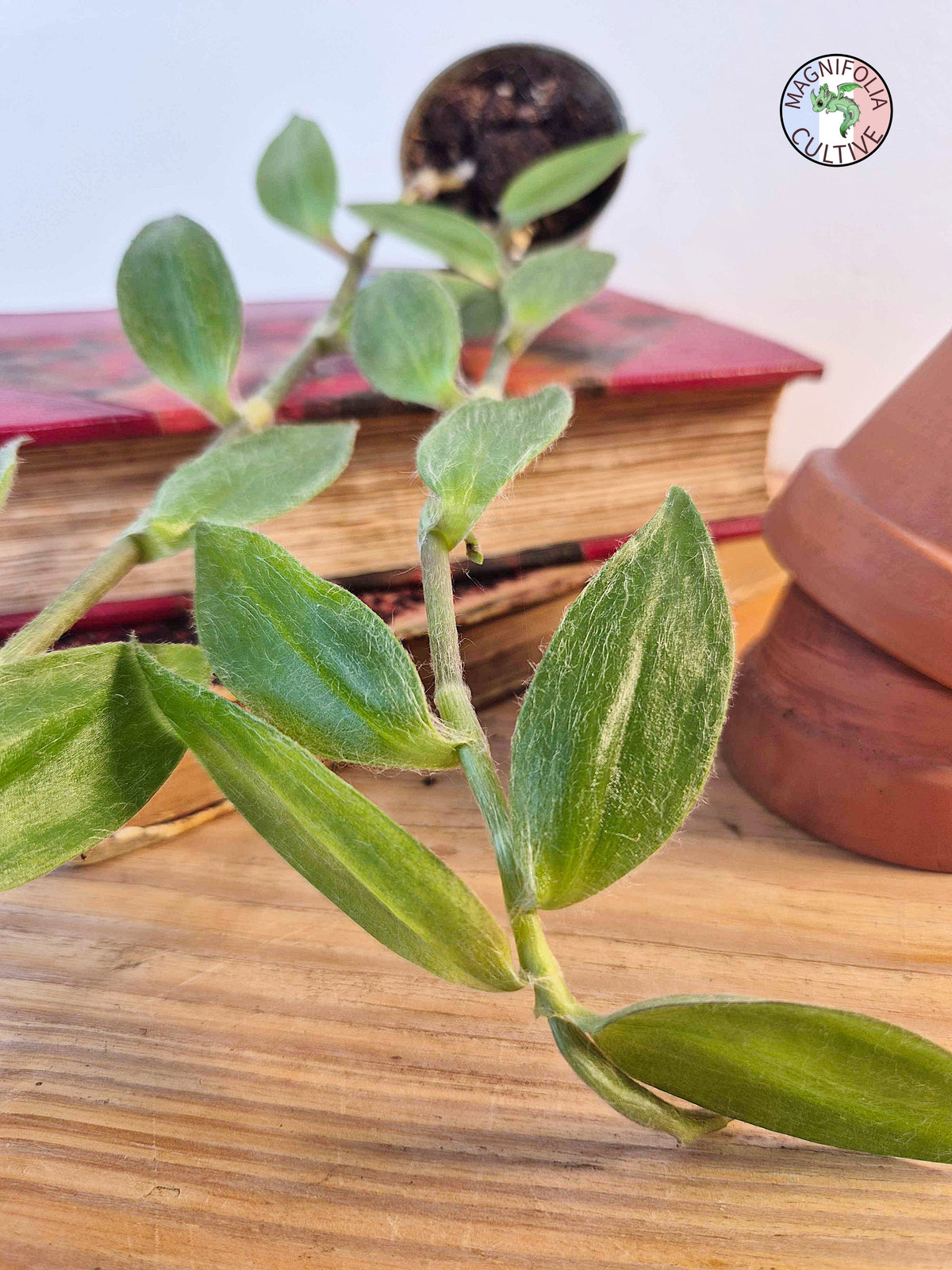 Tradescantia zebrina var. flocculosa