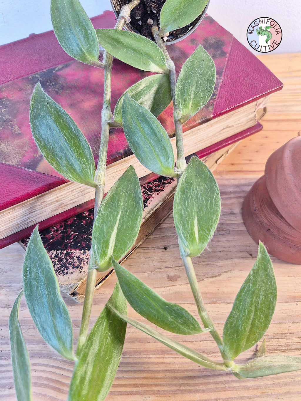 Tradescantia zebrina var. flocculosa