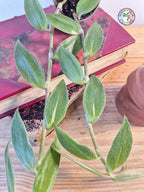 Tradescantia zebrina var. flocculosa