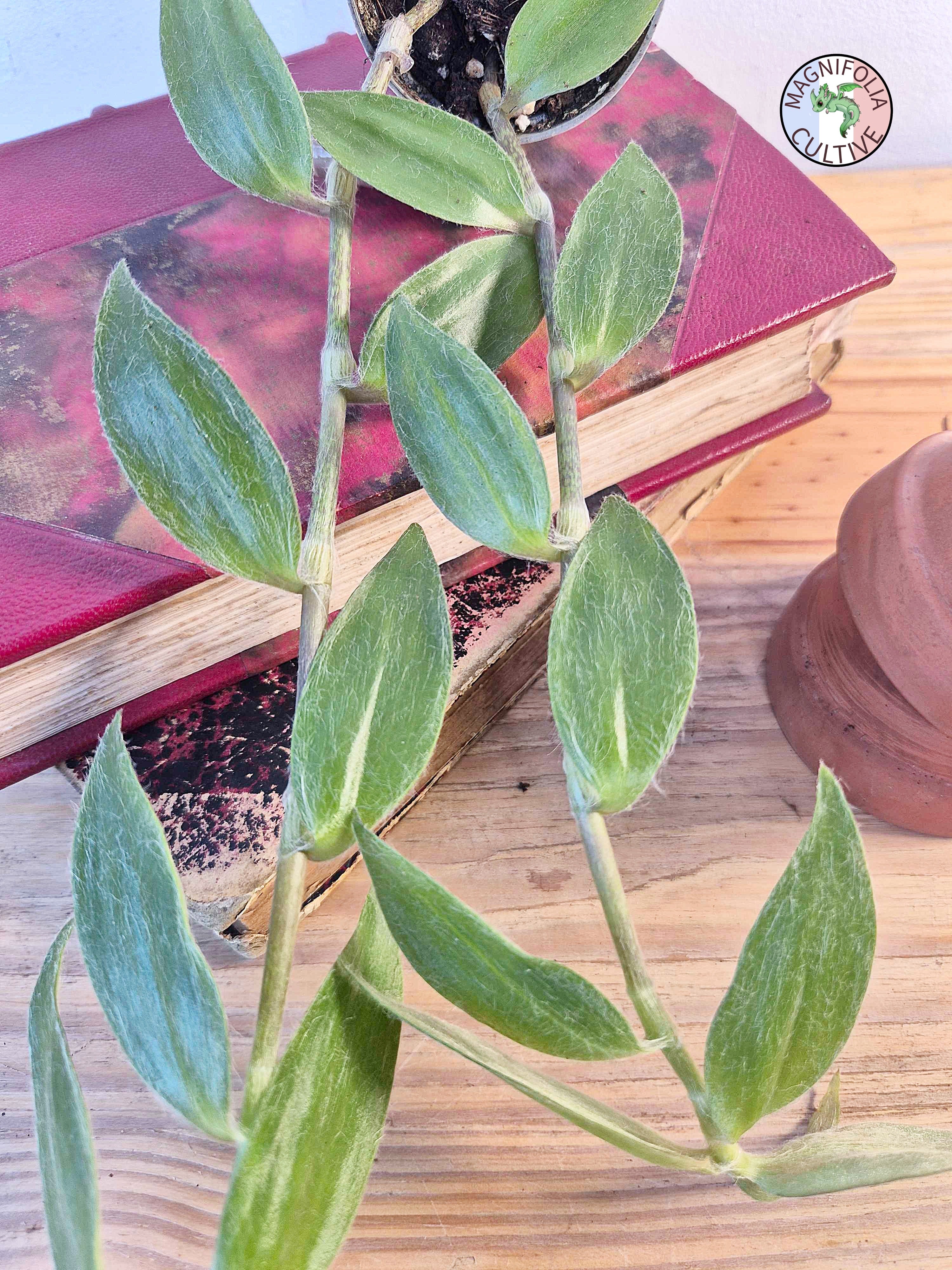 Tradescantia zebrina var. flocculosa